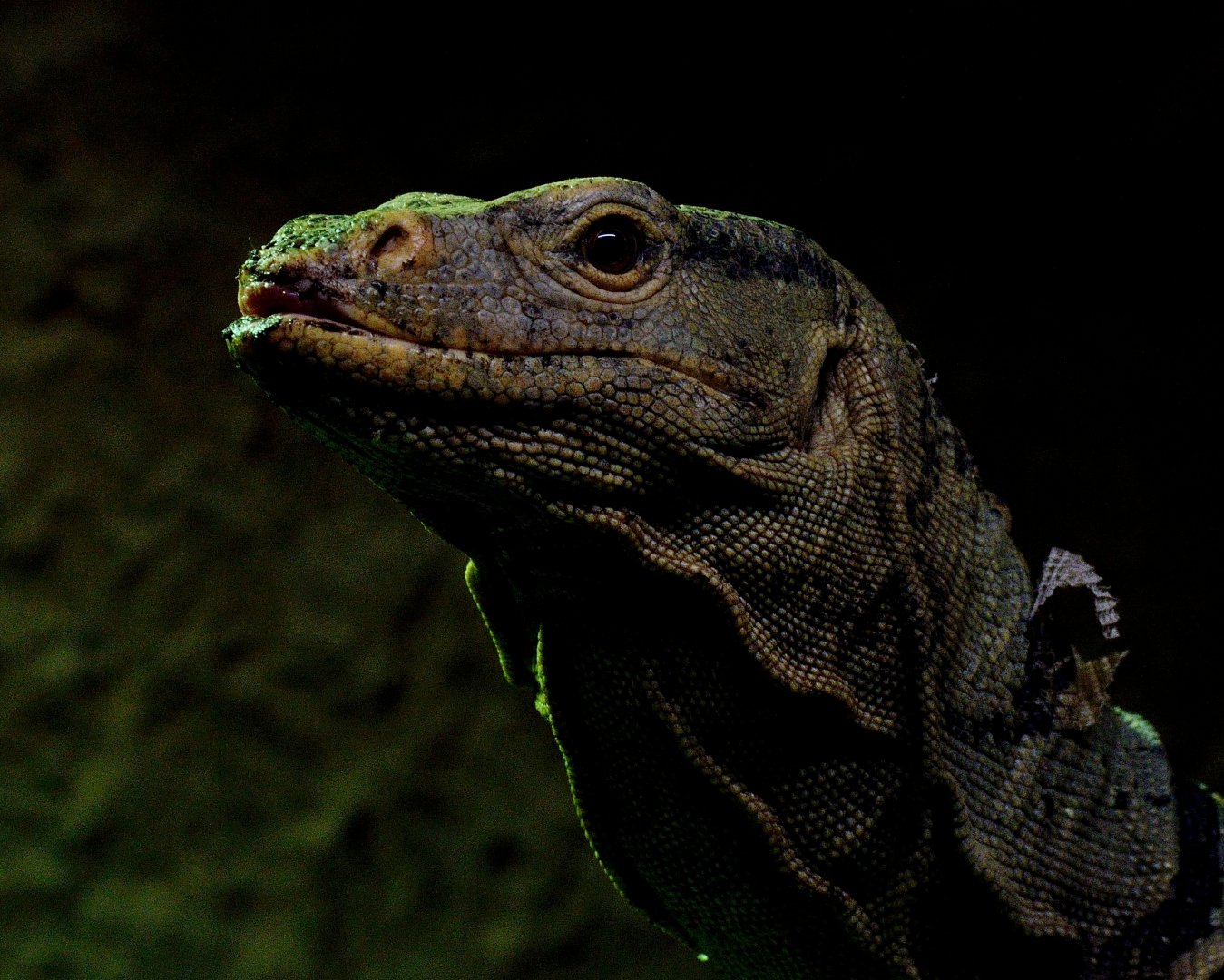 Grays Monitor - Wingham Wildlife 29/09/2018