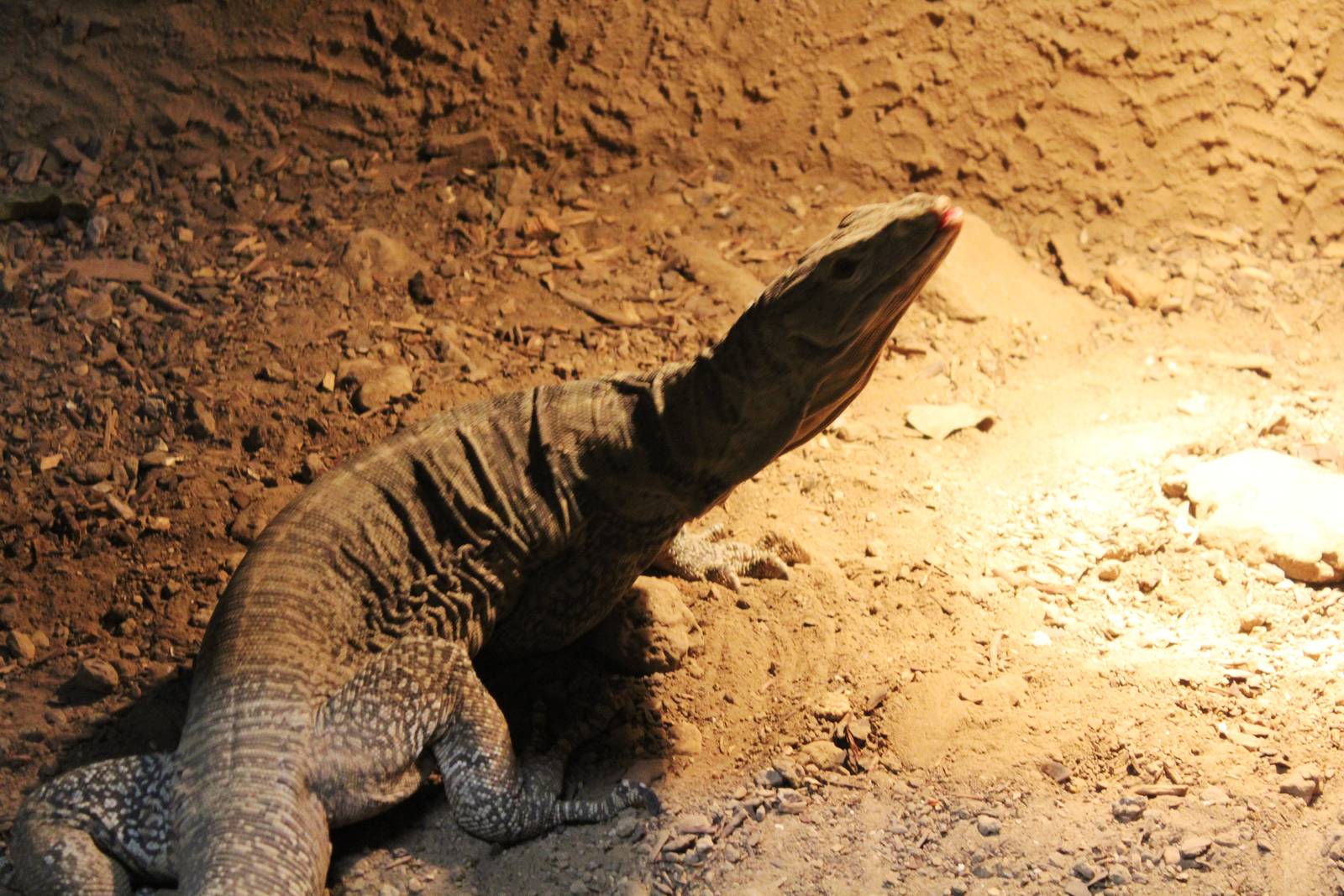 Gray's Monitor - Wingham Wildlife Park