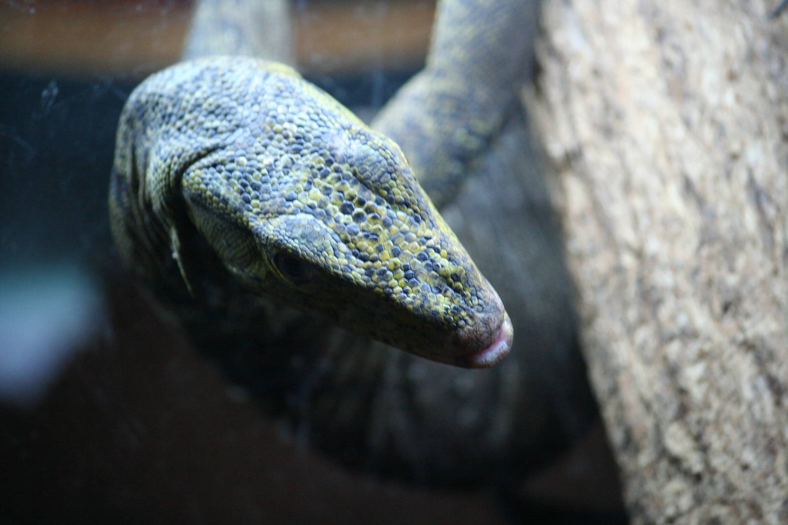 Gray's monitor