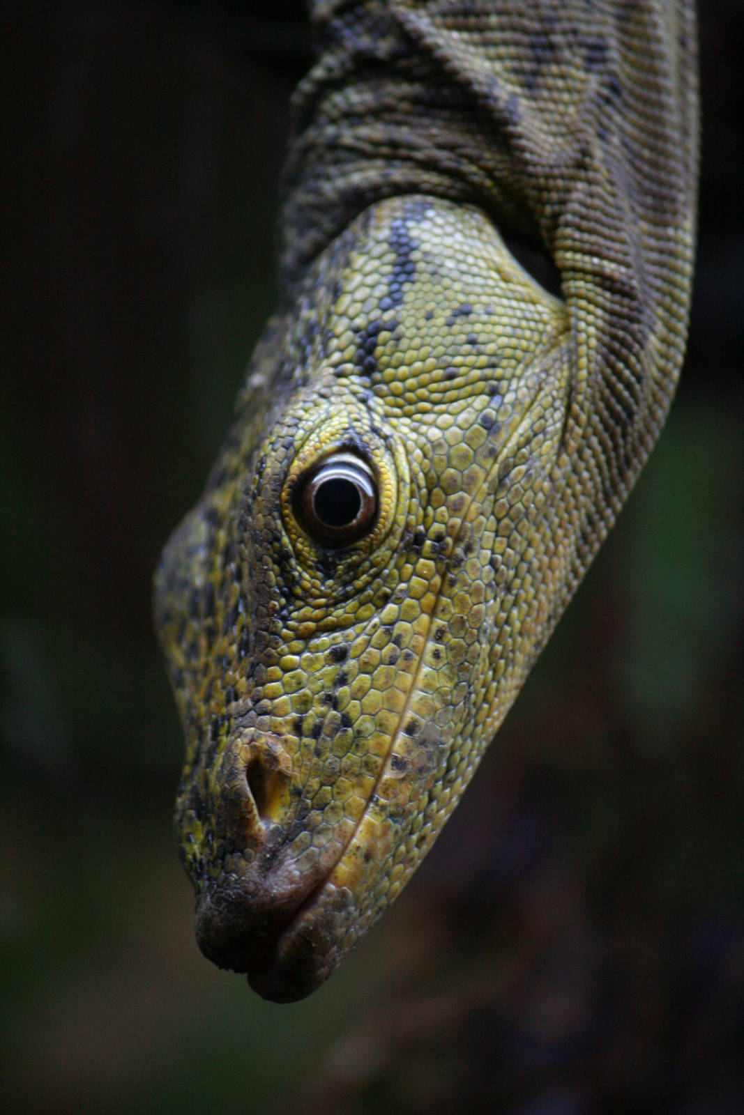 Gray's monitor