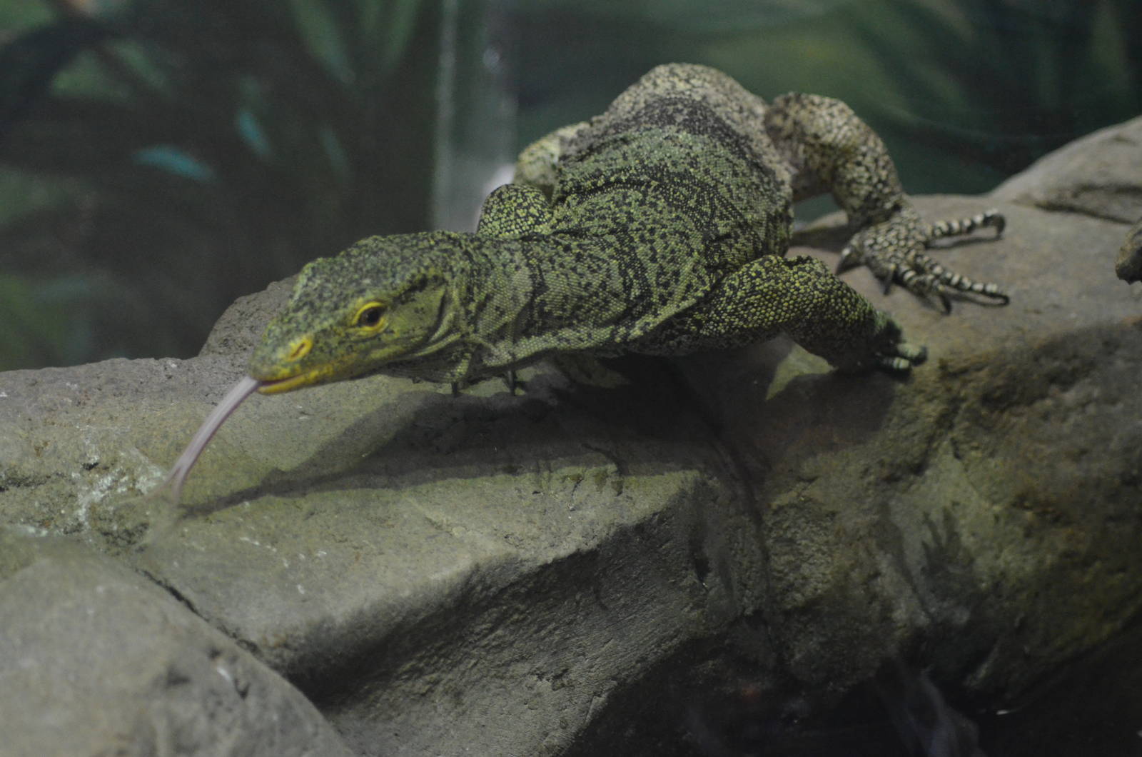 Gray's Monitor