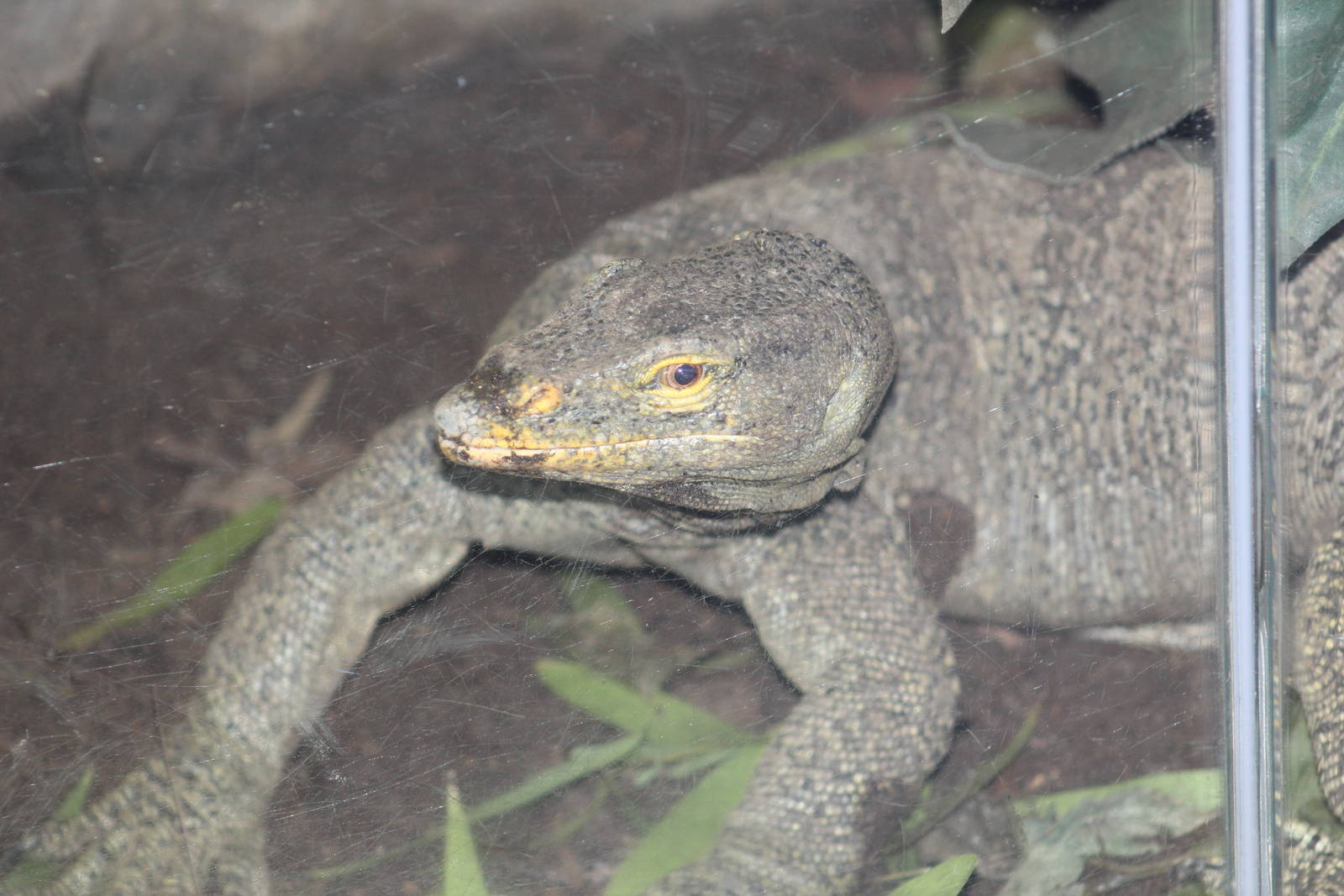 Gray's Monitor