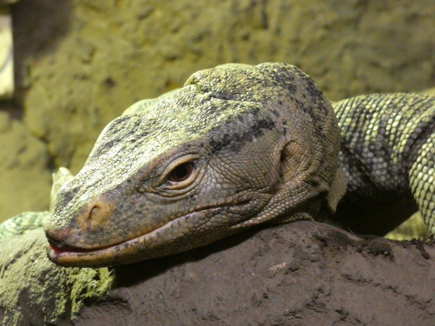 Gray's Monitor