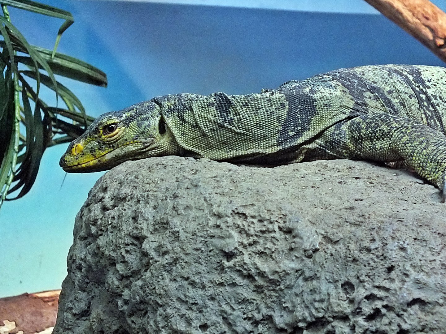 Gray's monitor