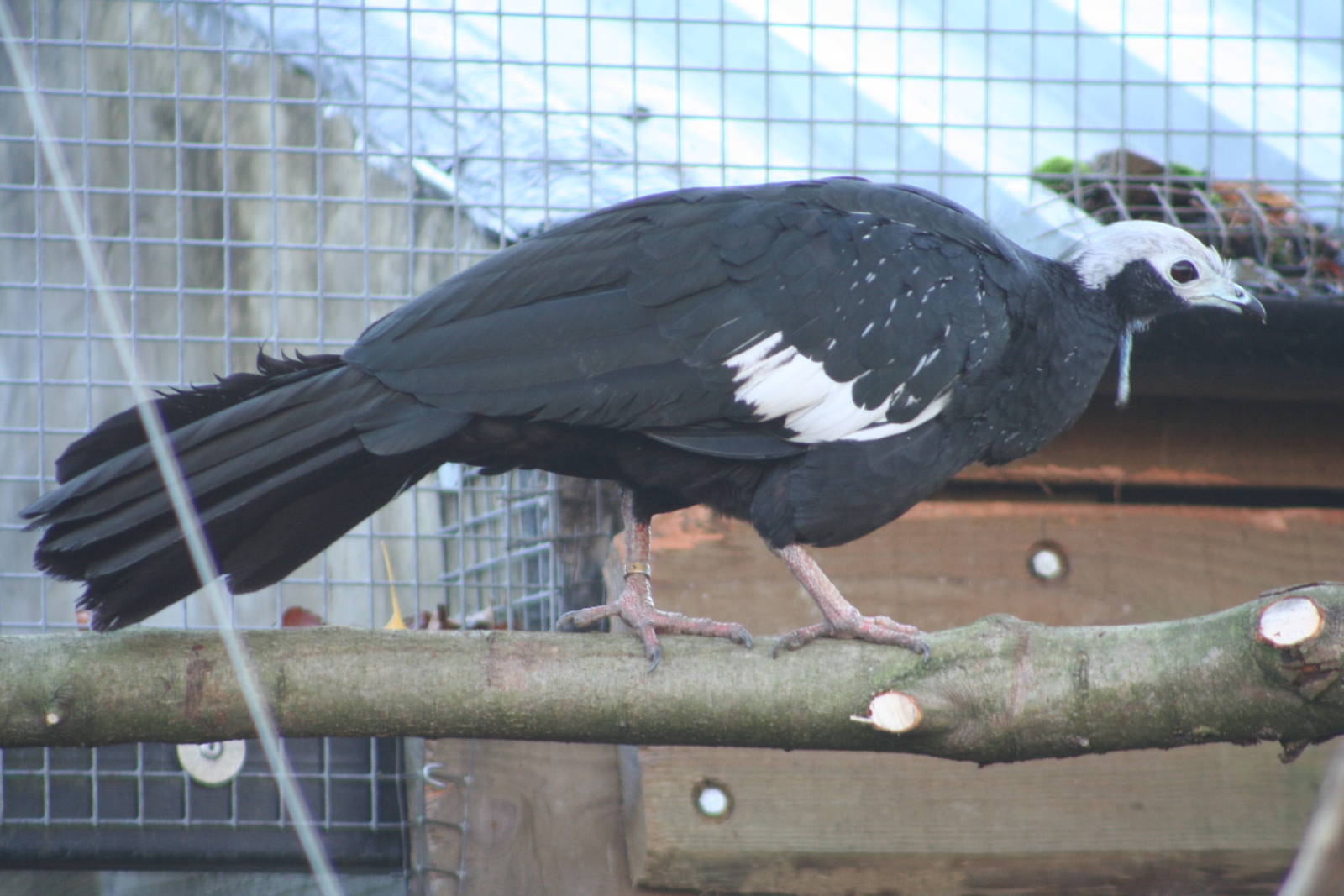 Gray's Piping Guan @ Lotherton; 10.11.2010
