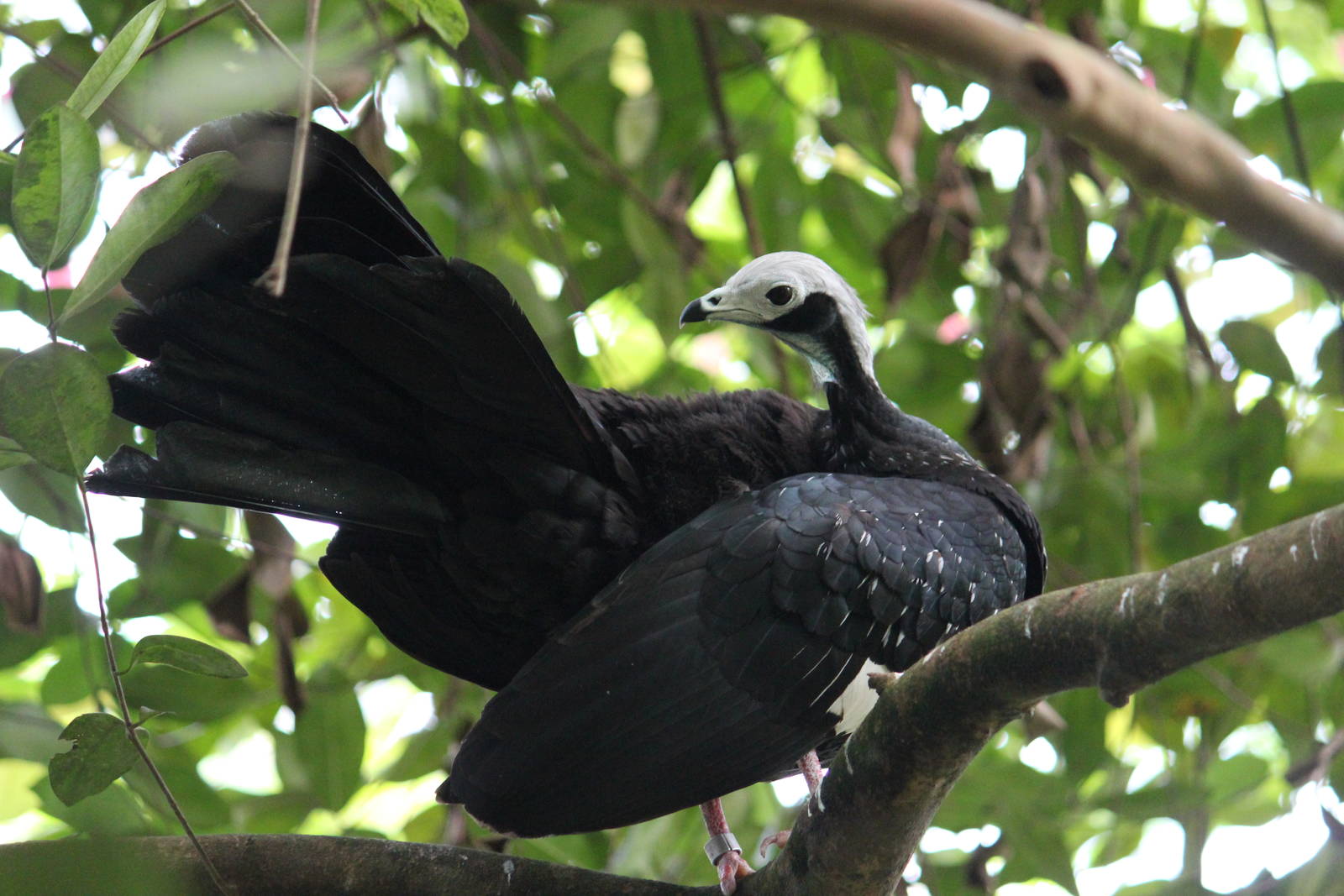 Gray's piping-guan