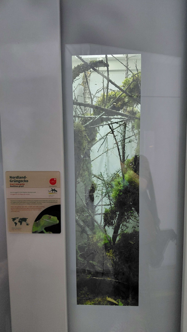 Gray's tree gecko exhibit