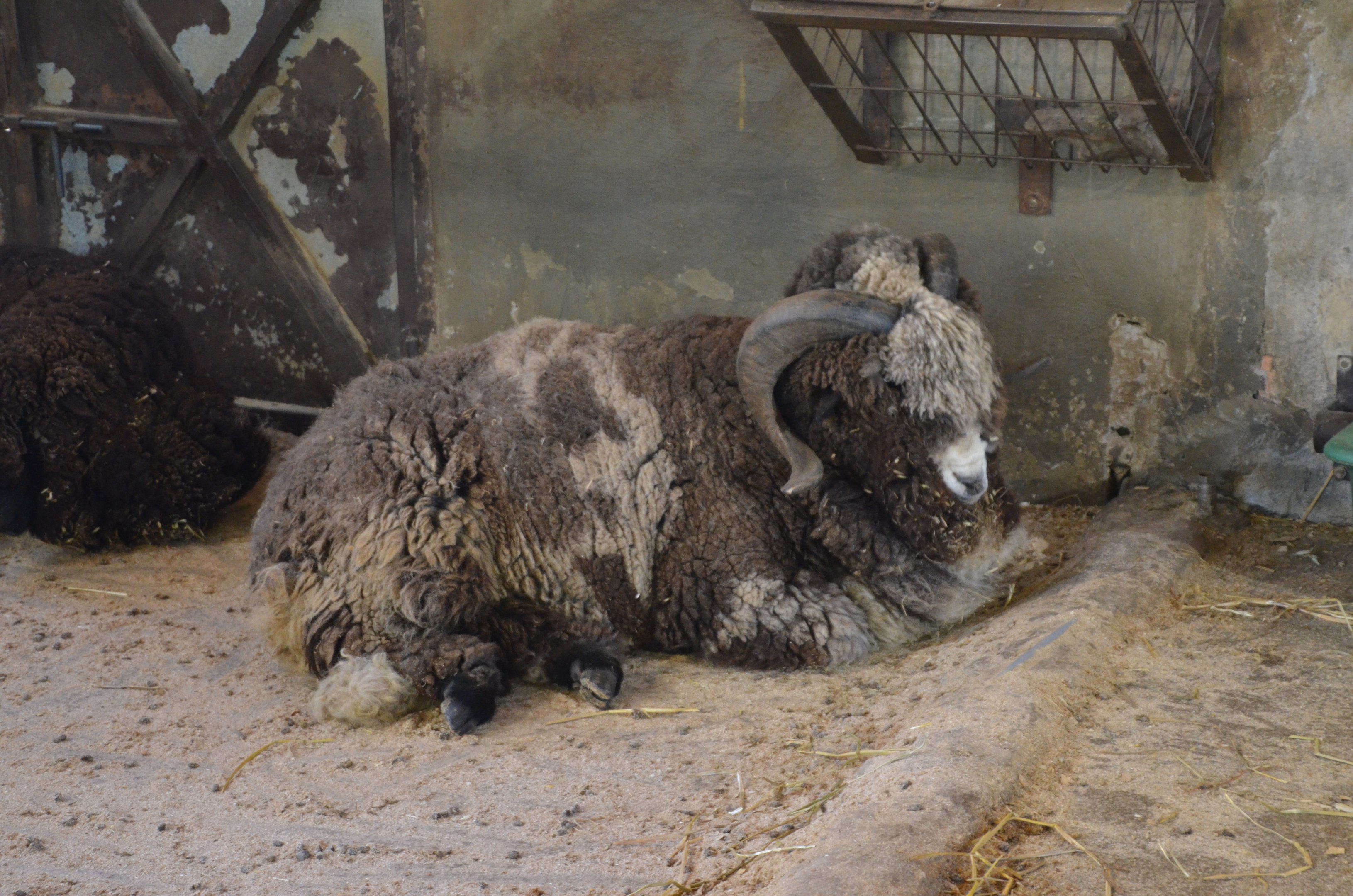 Grazelema Merino Sheep at Selwo Aventura, 13/03/19