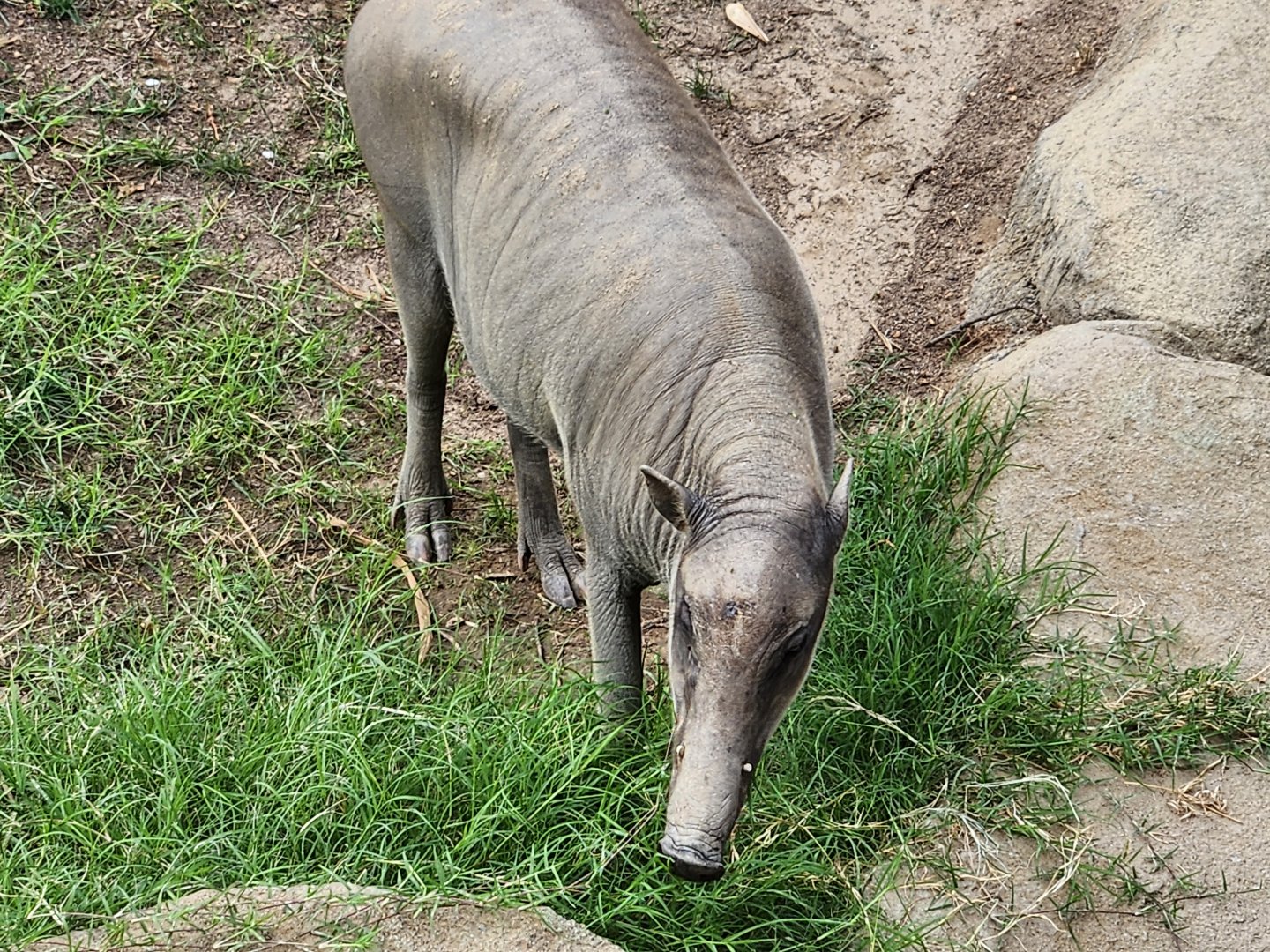Grazing babirusa
