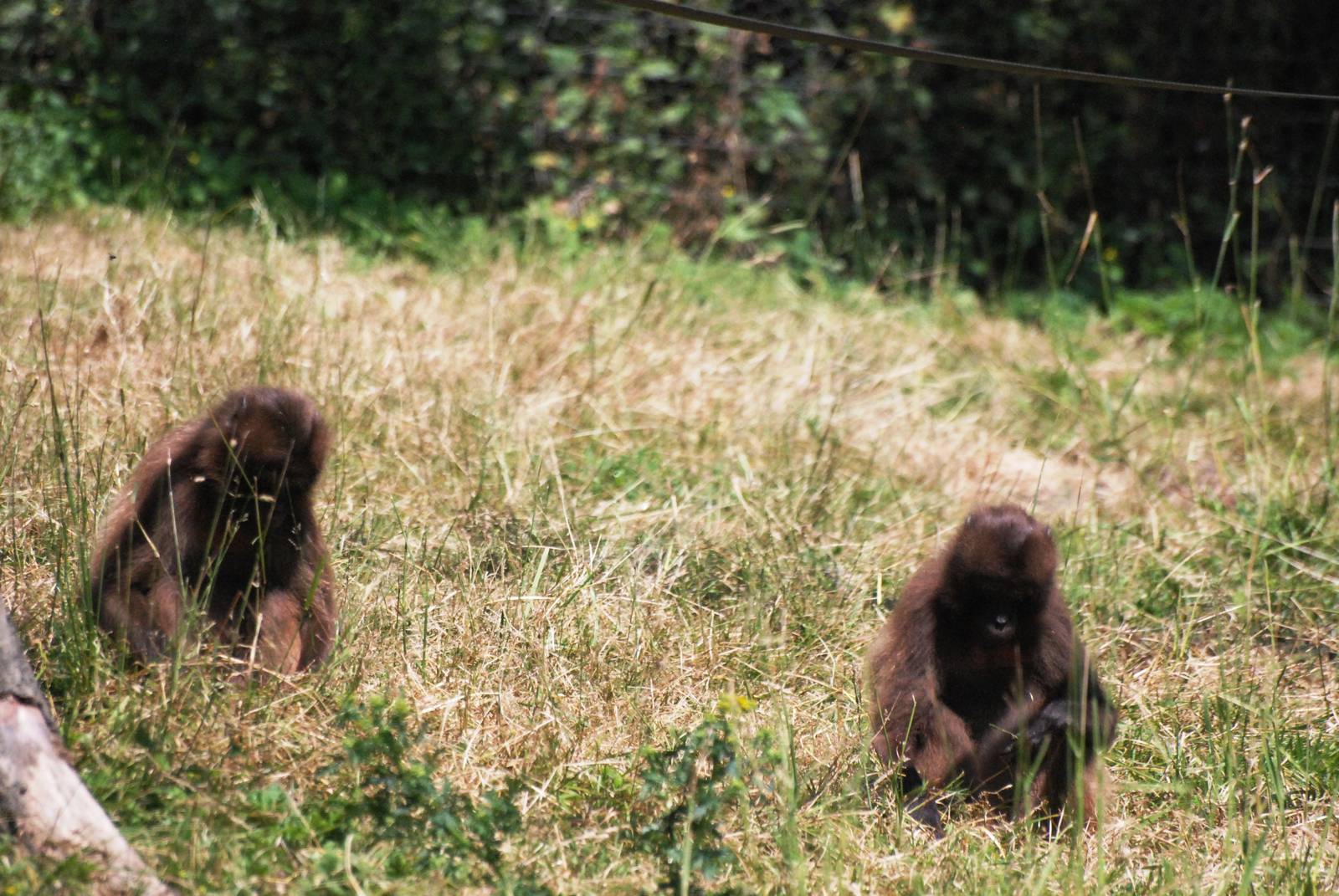 Grazing Geladas at Dudley, 14/07/13