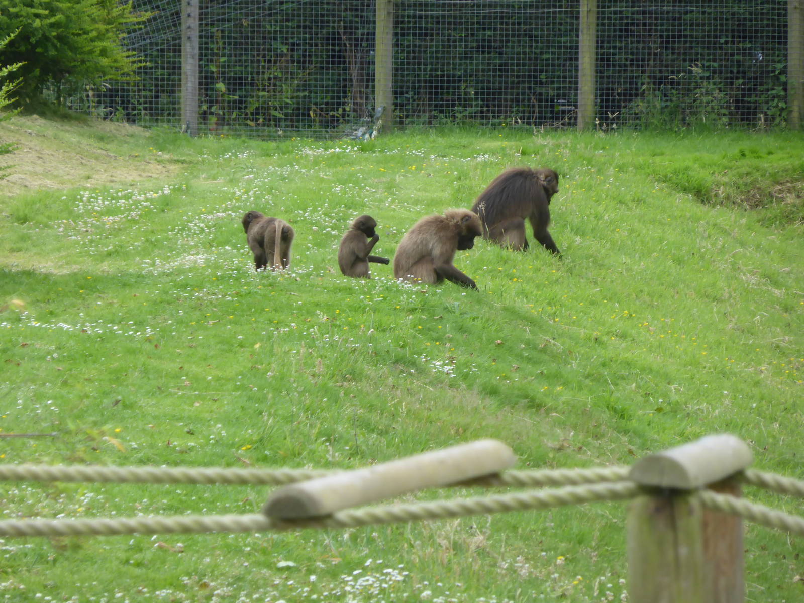 Grazing geladas