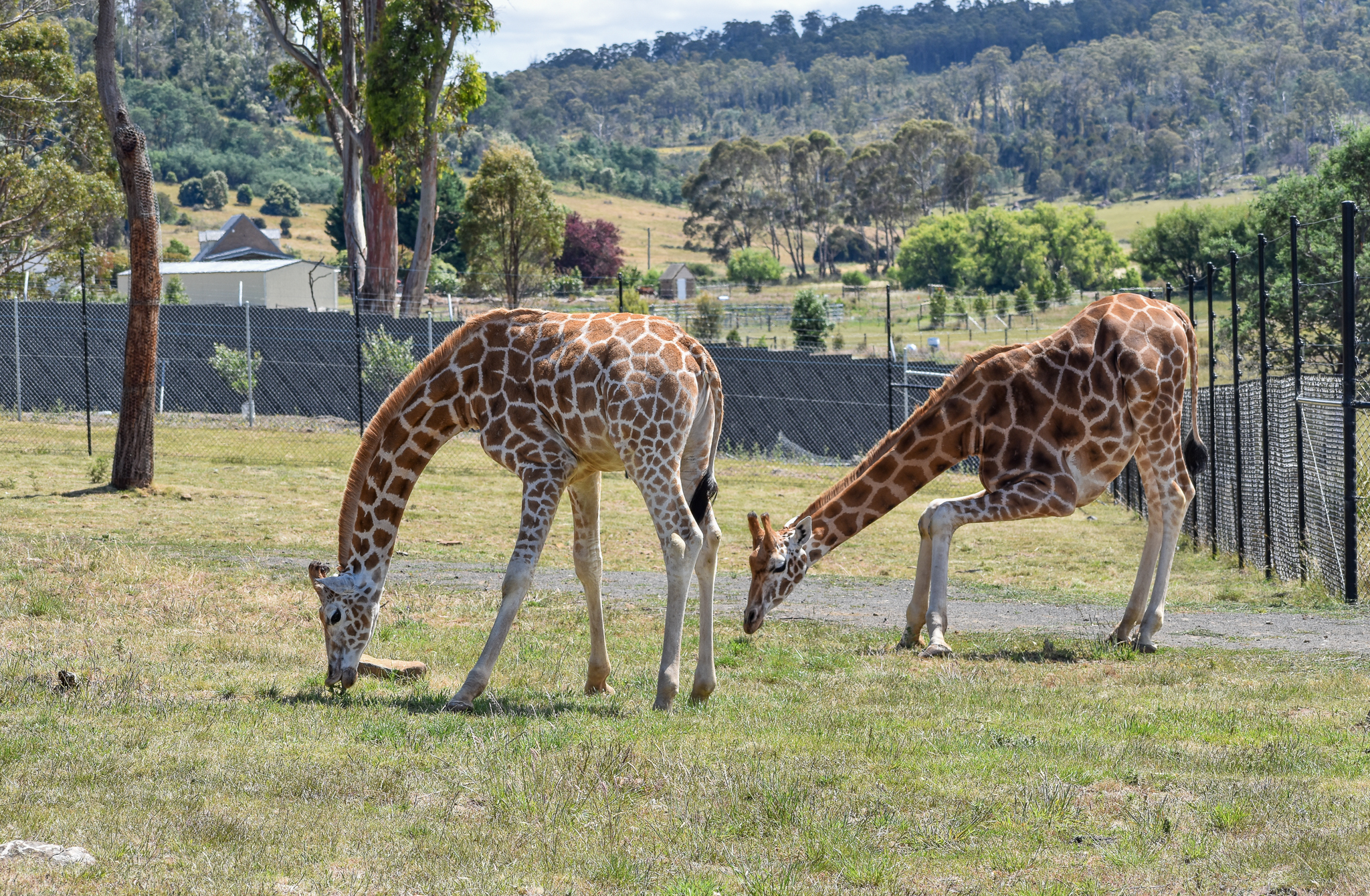 Grazing giraffes
