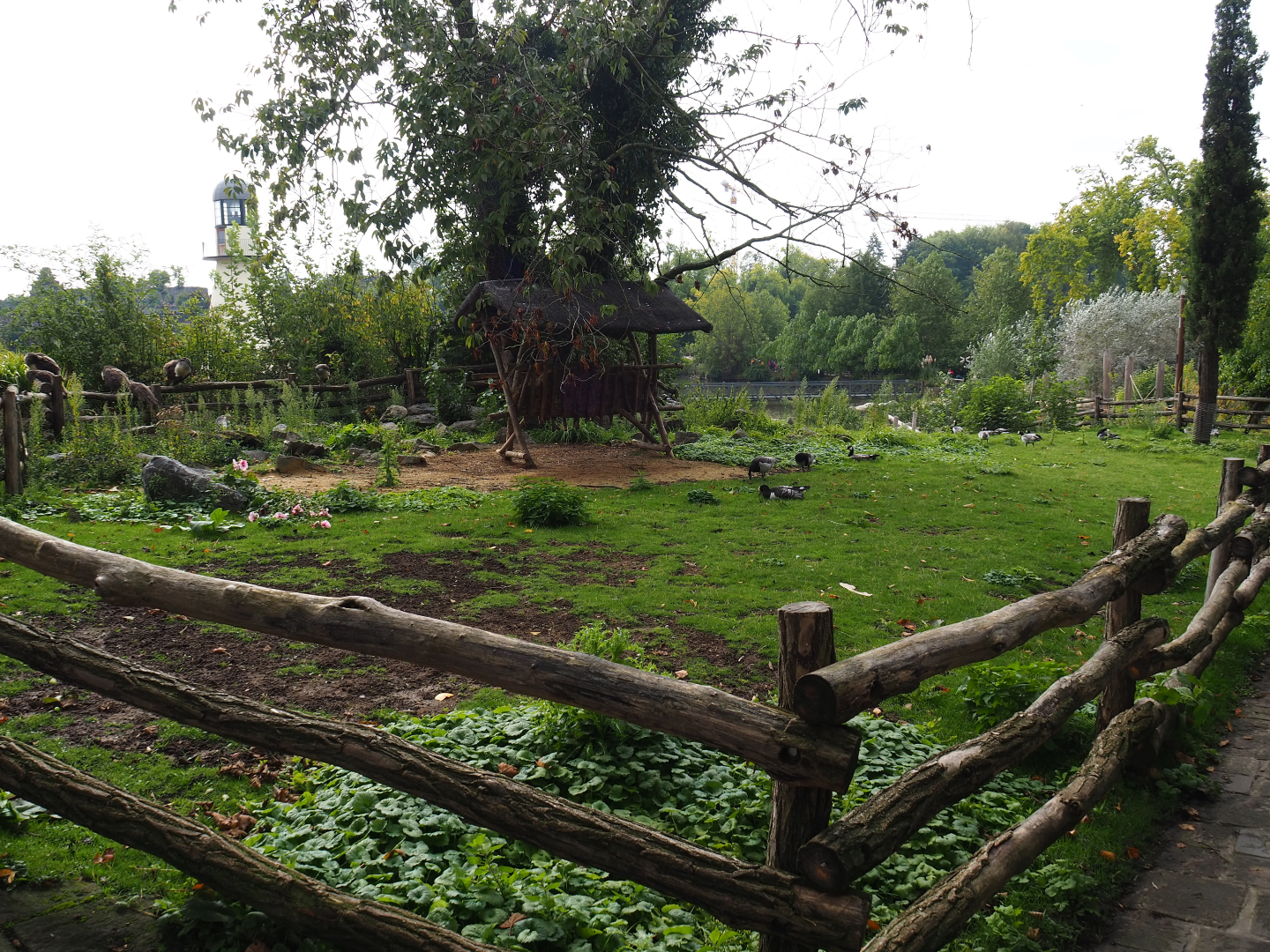 Grazing paddock, 2019-10-05