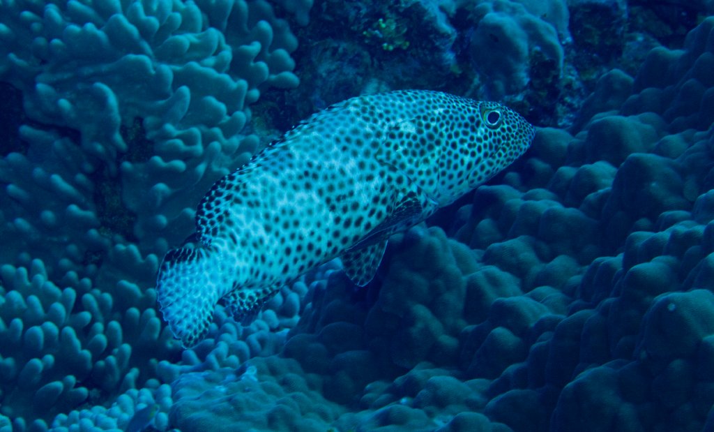 Greasy Grouper (Epinephalus tauvina)