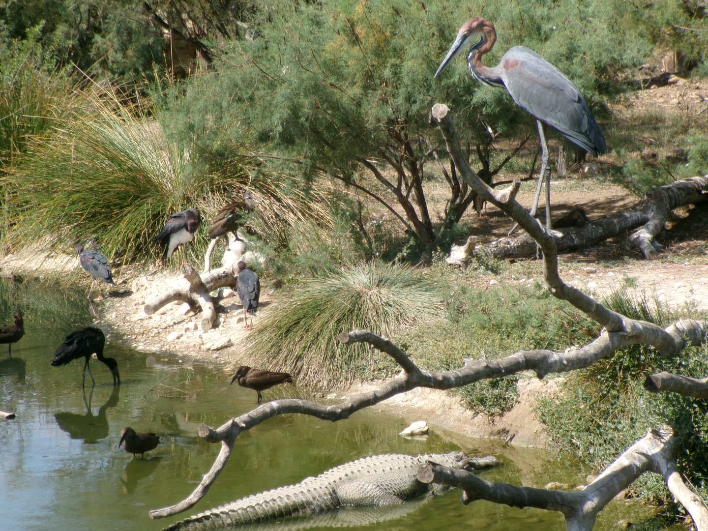 Great African Aviary