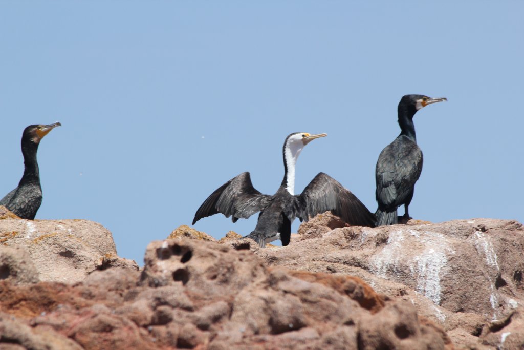 Great and Pied Cormorants