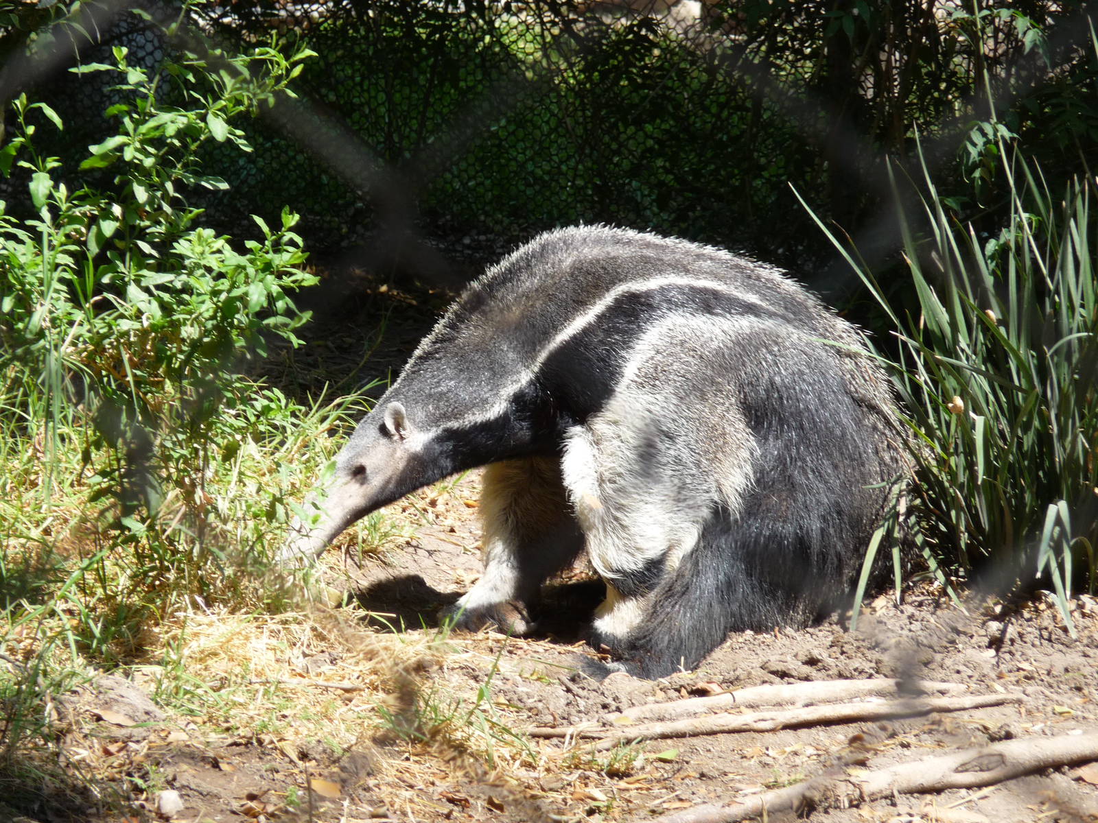 great anteater africam safari
