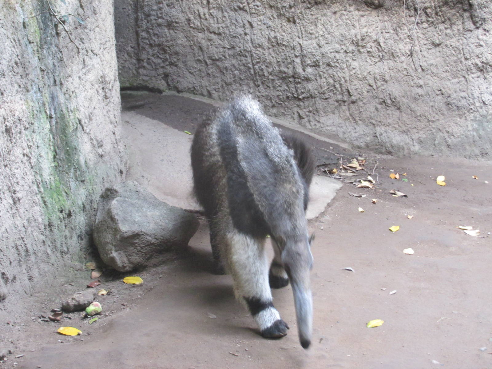 great anteater guadalajara zoo