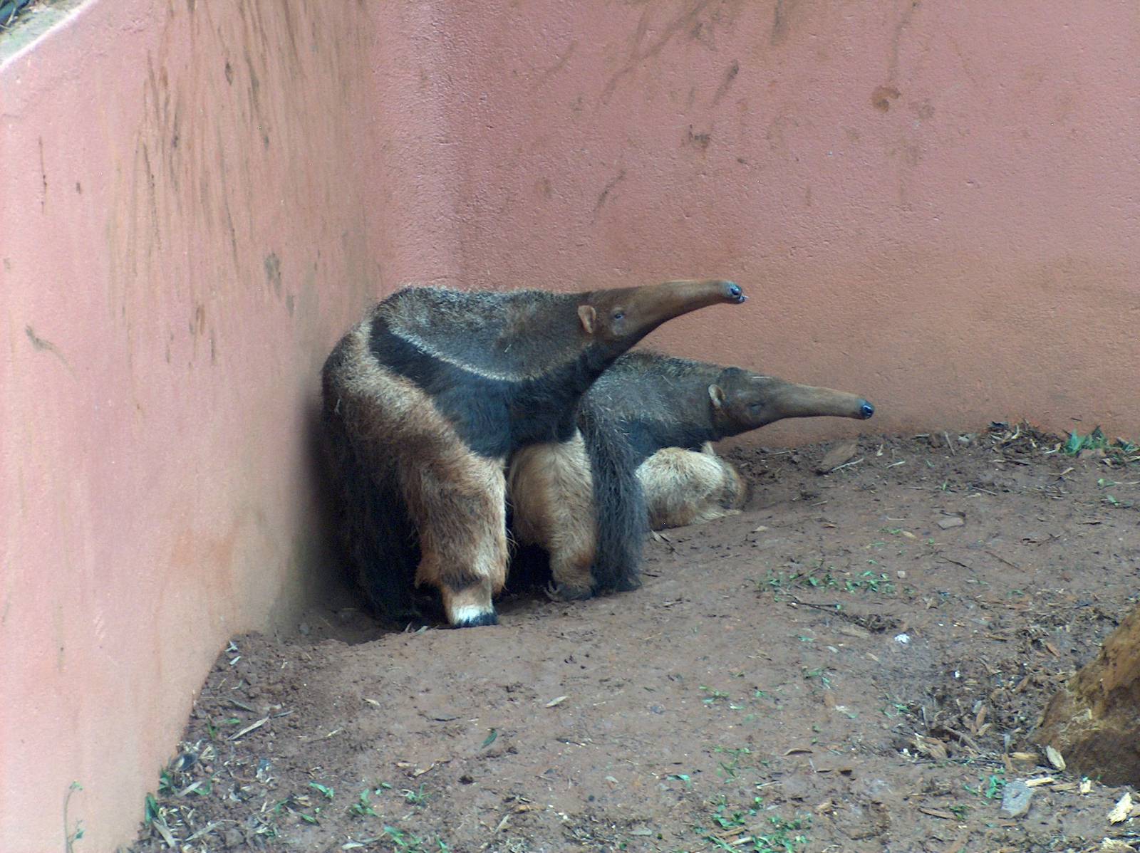 great anteater sao paulo zoo 2009