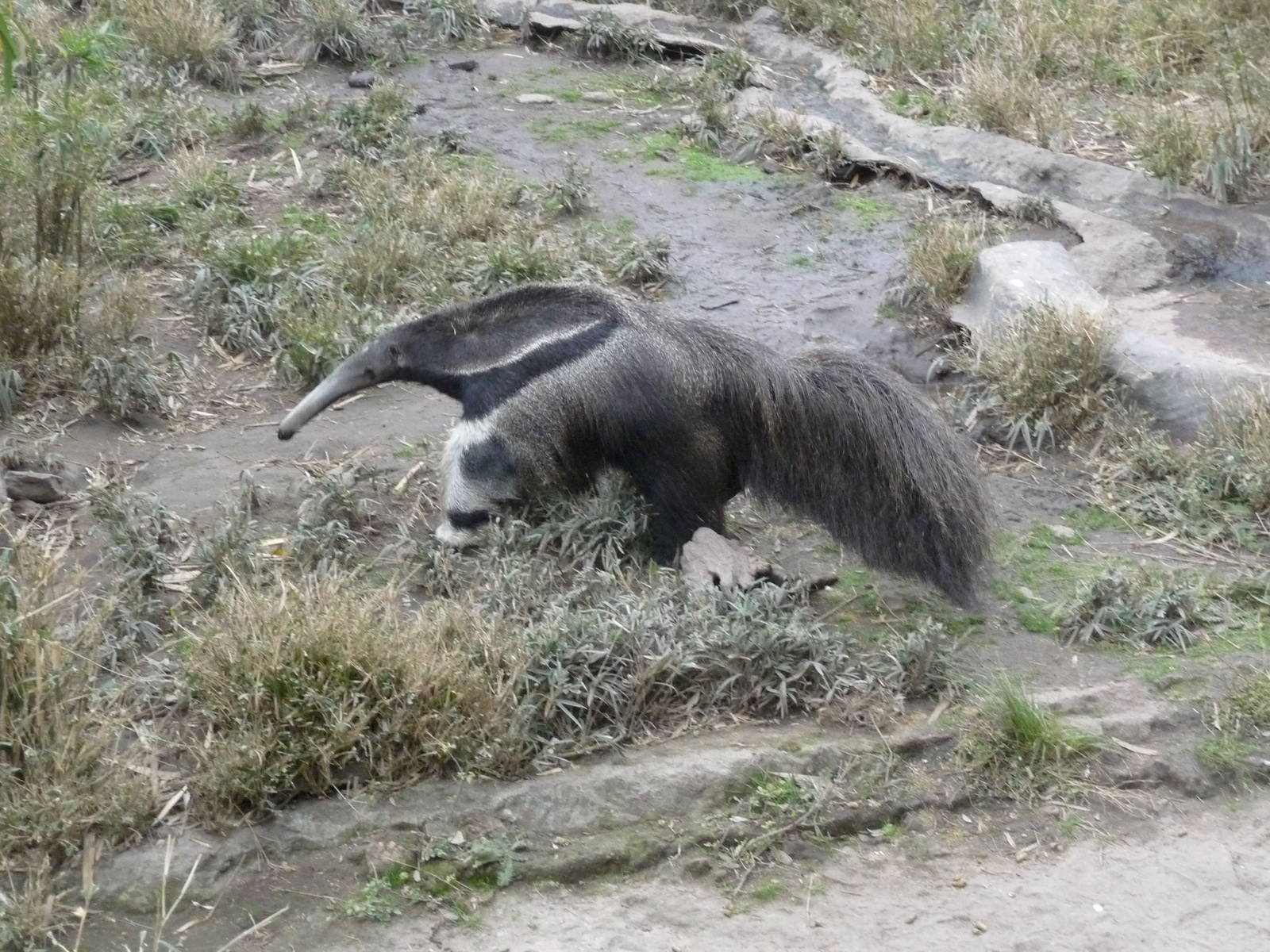 GREAT ANTEATER ZOO DE BUENOS AIRES
