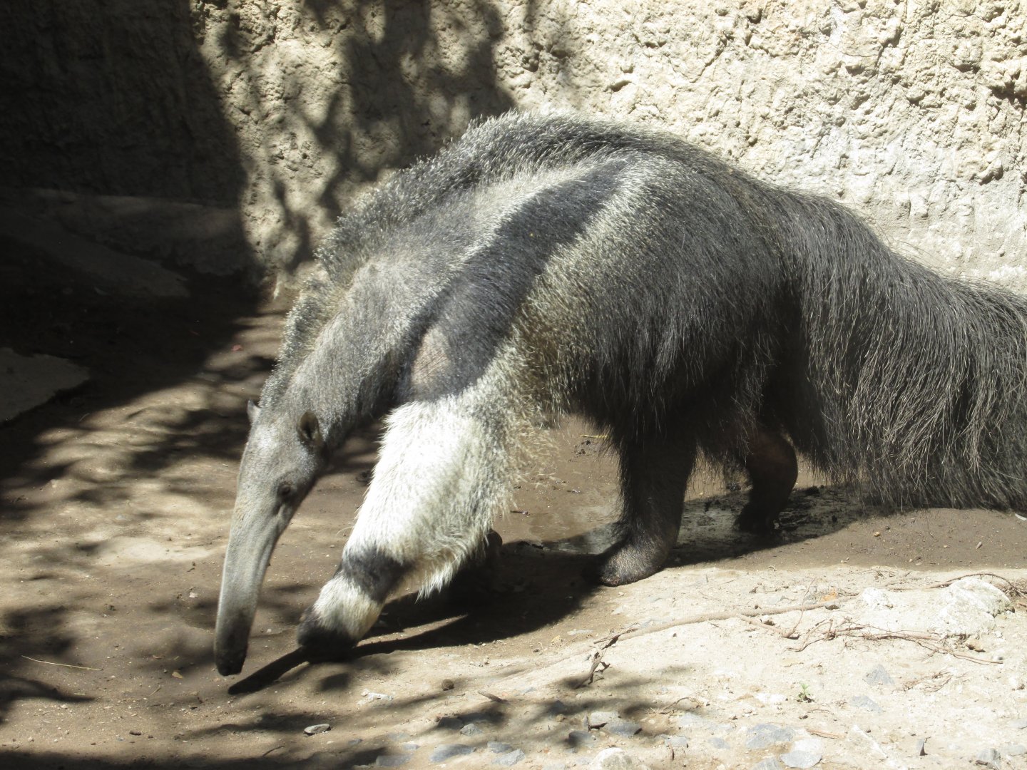 great anteater
