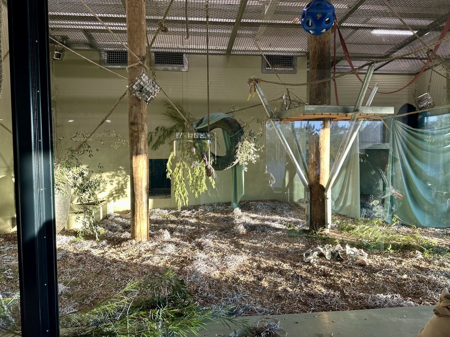 Great Ape Centre (Day Room)