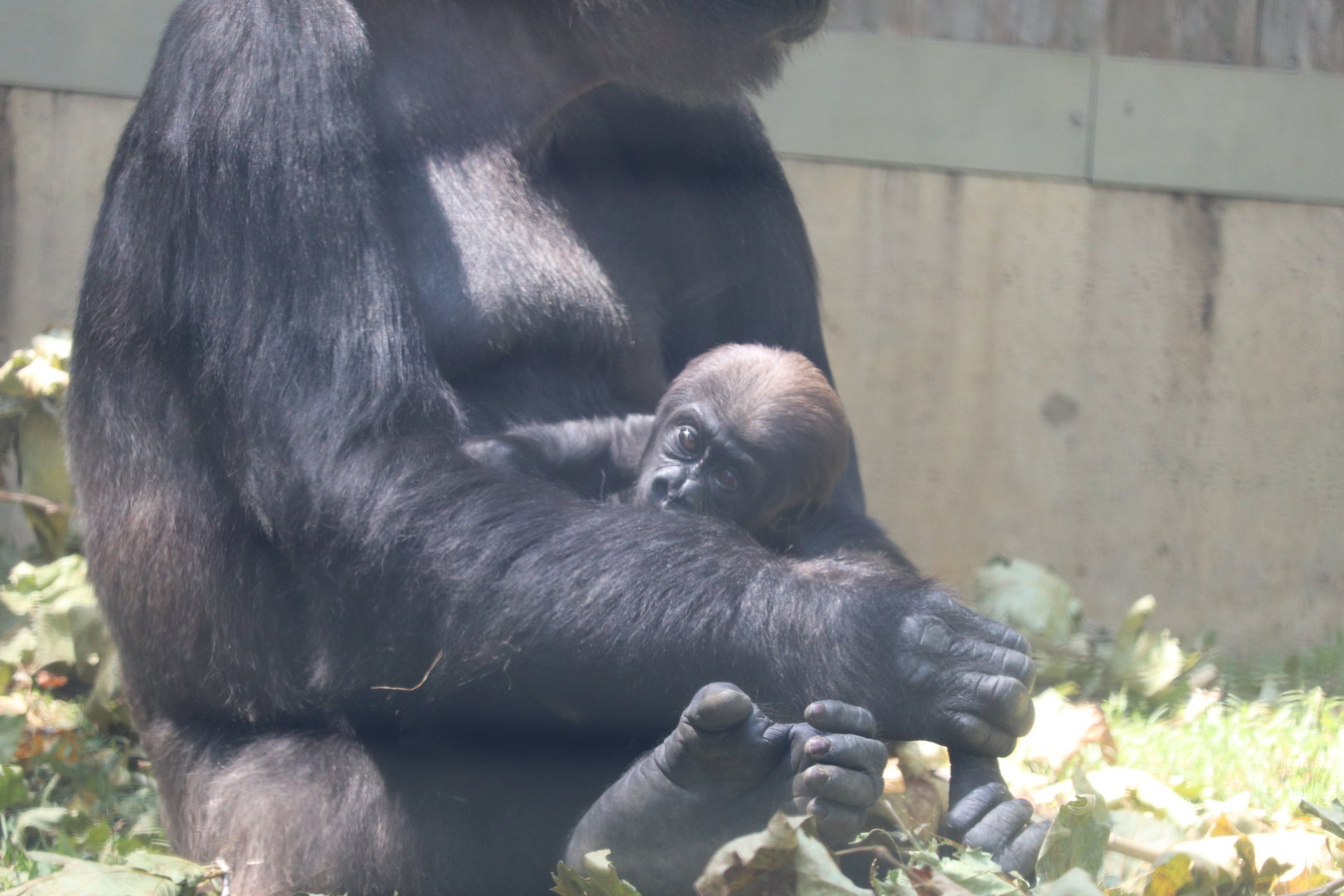 Great Ape House - 3-Month-Old Western Lowland Gorilla - Zahra