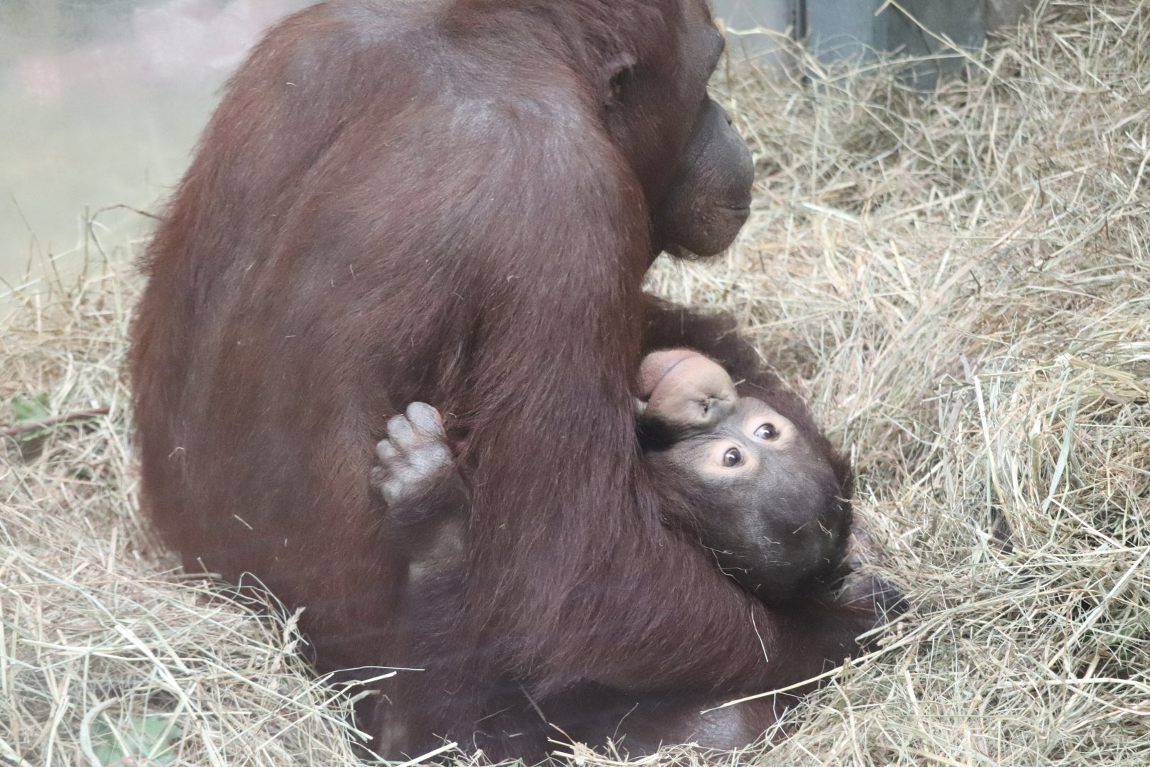 Great Ape House - Bornean Orangutan - Batang - Redd