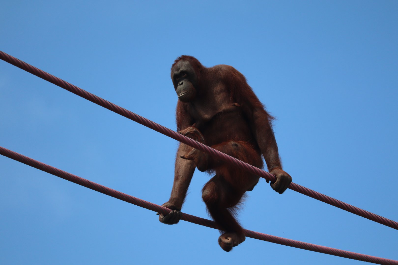 Great Ape House - Bornean Orangutan - Batang Traveling the O-Line