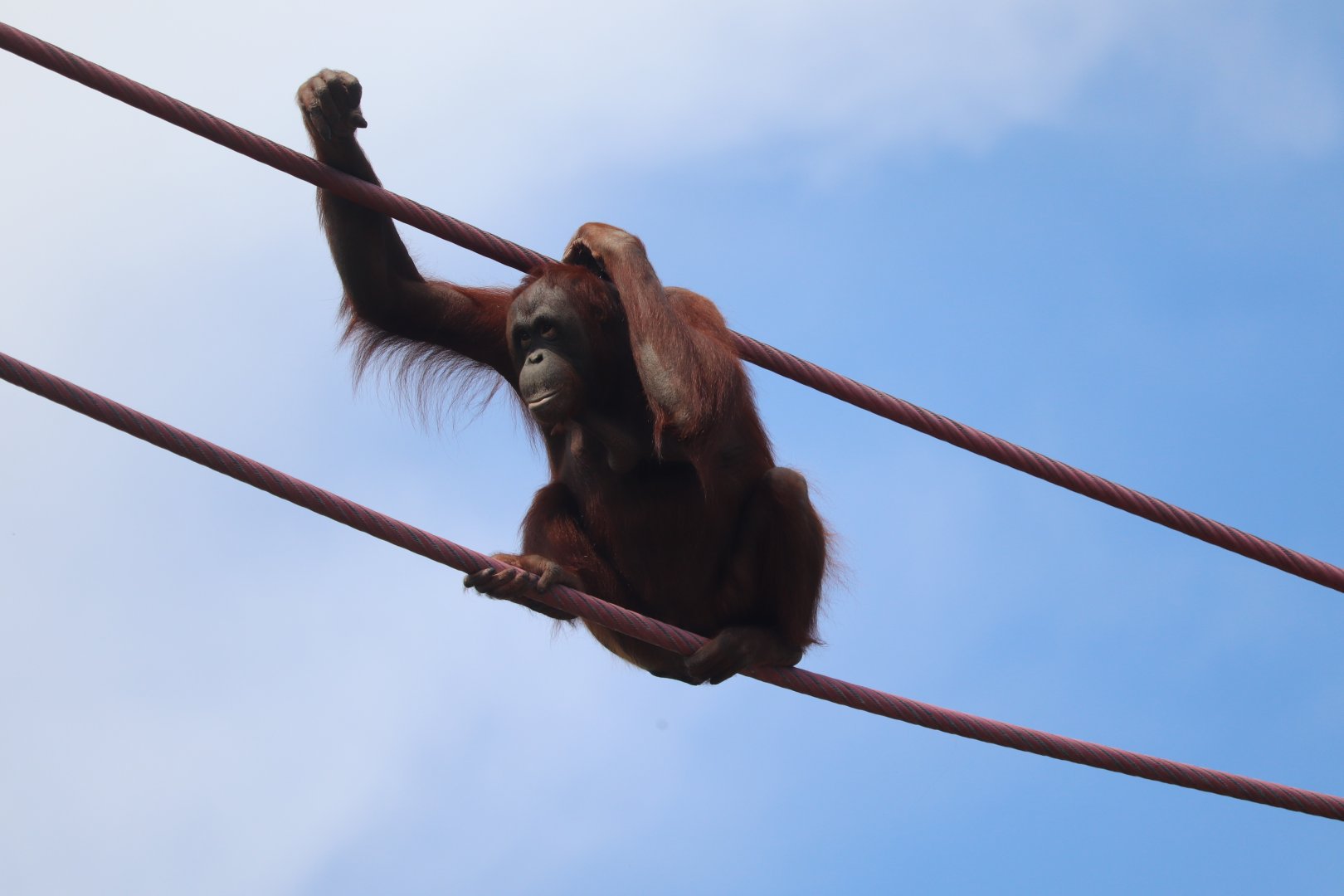 Great Ape House - Bornean Orangutan - Batang Traveling the O-Line