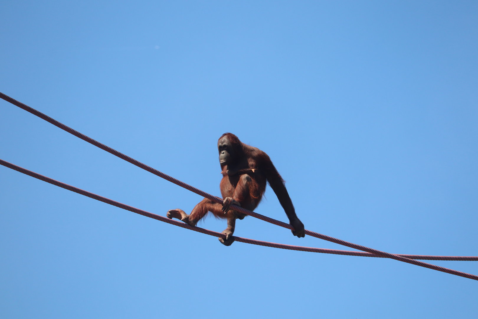 Great Ape House - Bornean Orangutan Batang