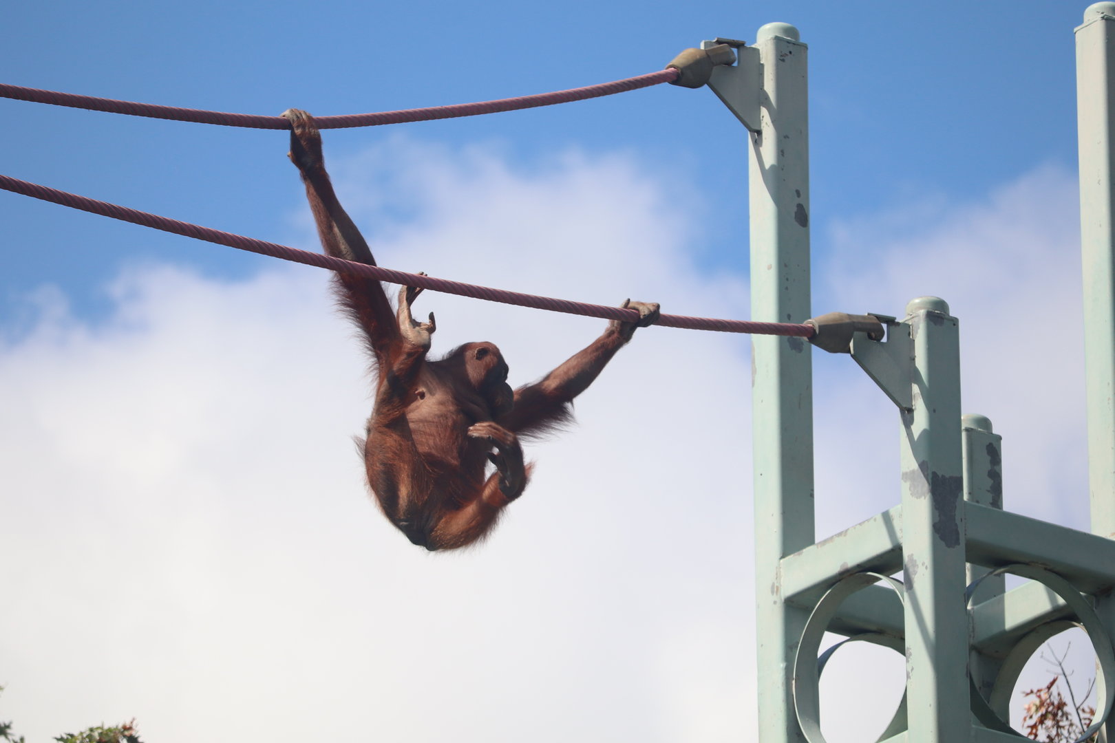 Great Ape House - Bornean Orangutan - Batang