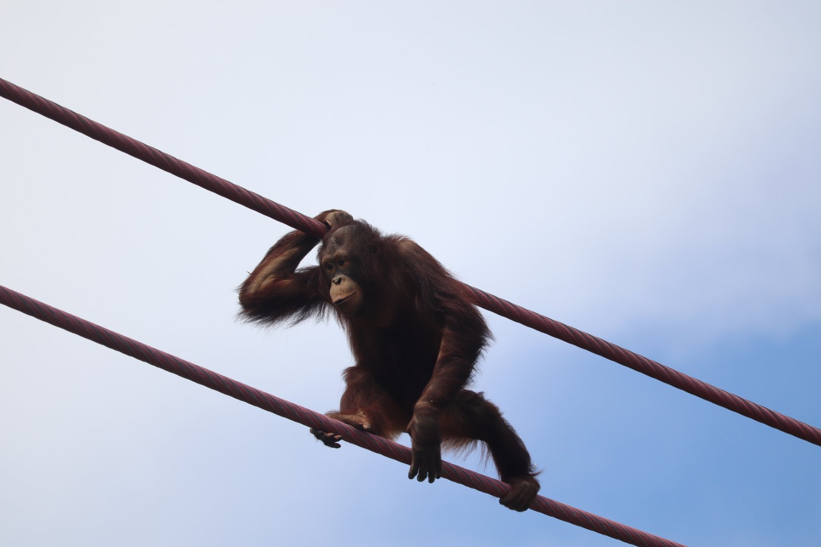Great Ape House - Bornean Orangutan - Redd Traveling the O-Line