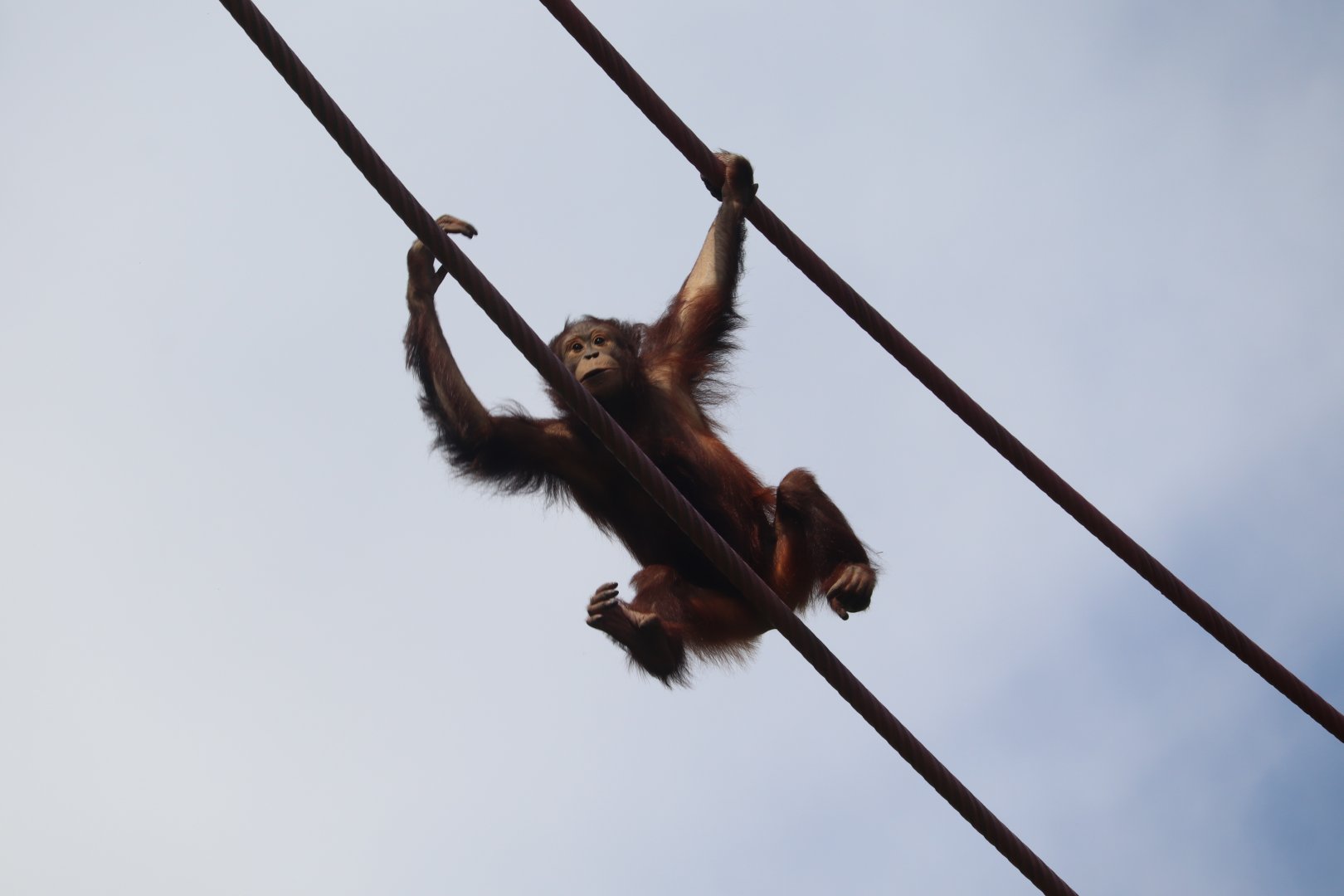 Great Ape House - Bornean Orangutan - Redd Traveling the O-Line