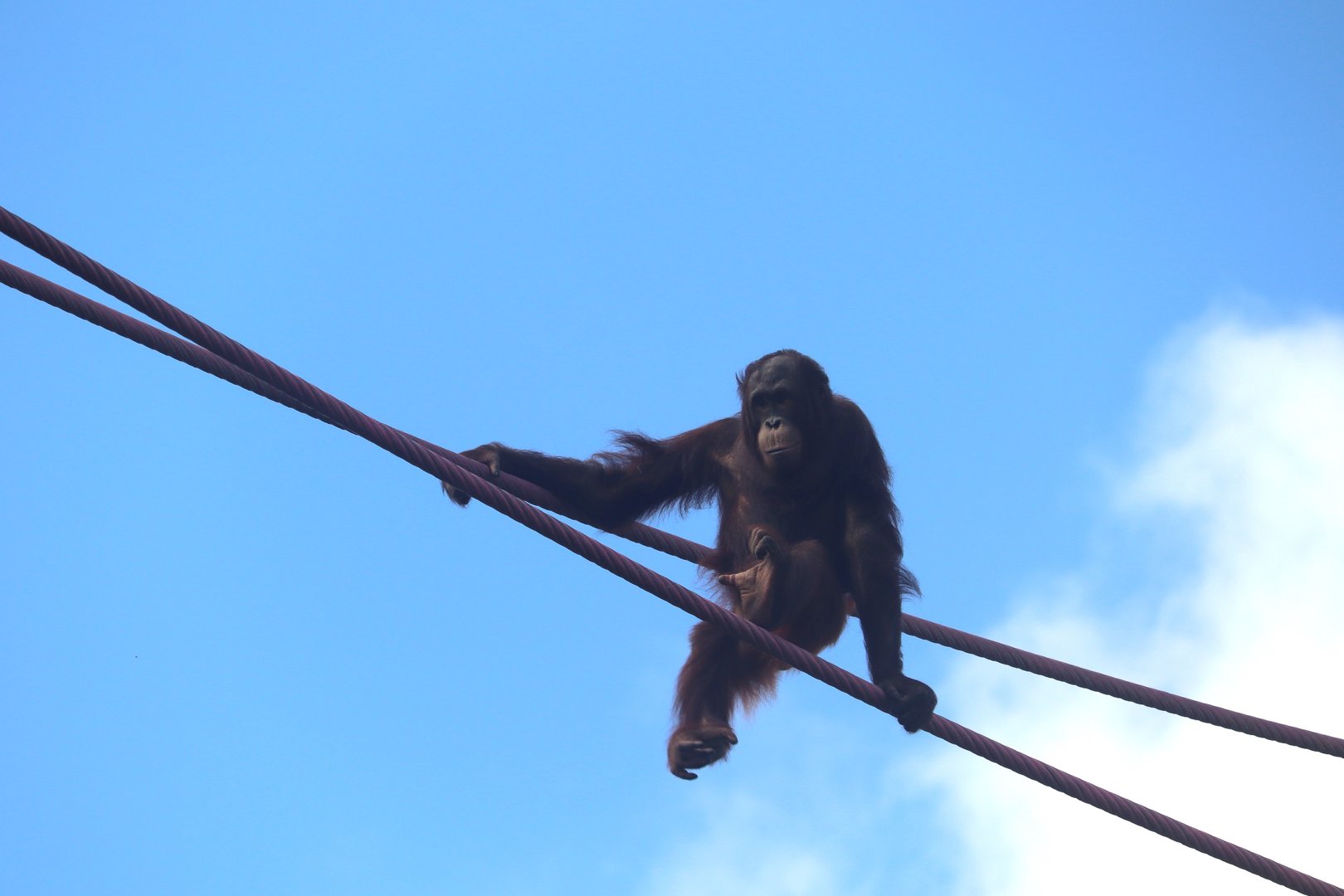 Great Ape House - Bornean Orangutan - Redd