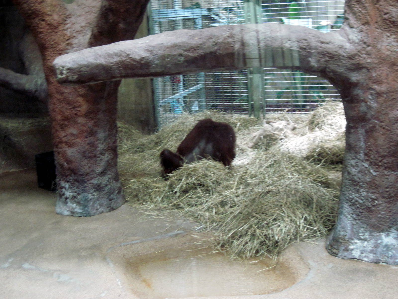 Great Ape House-Bornean Orangutan