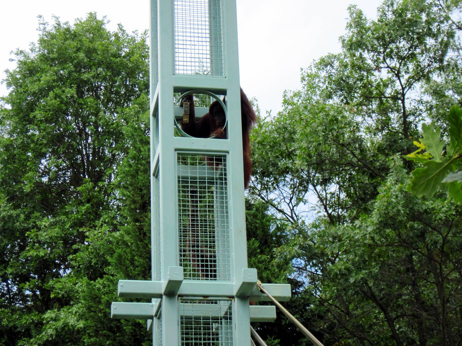 Great Ape House-Bornean Orangutan