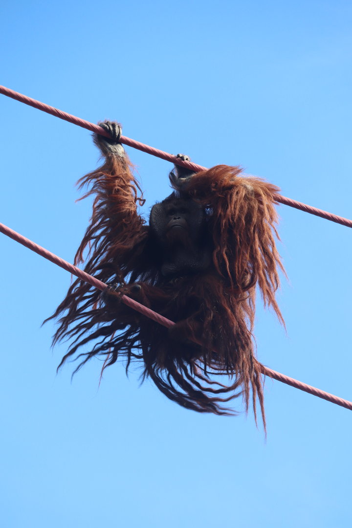 Great Ape House - Bornean Orangutan