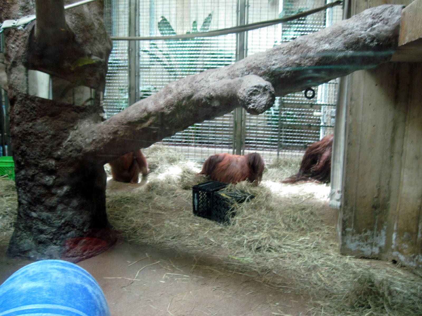 Great Ape House-Bornean Orangutans