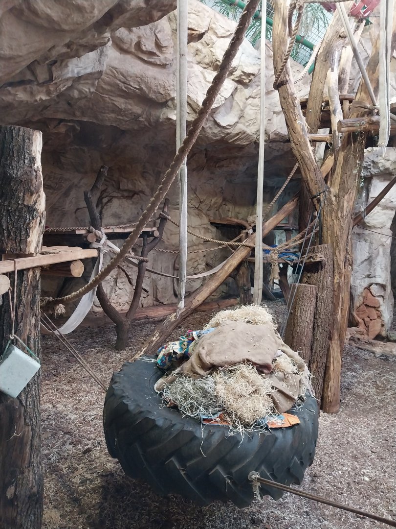 Great Ape house - Chimpanzee