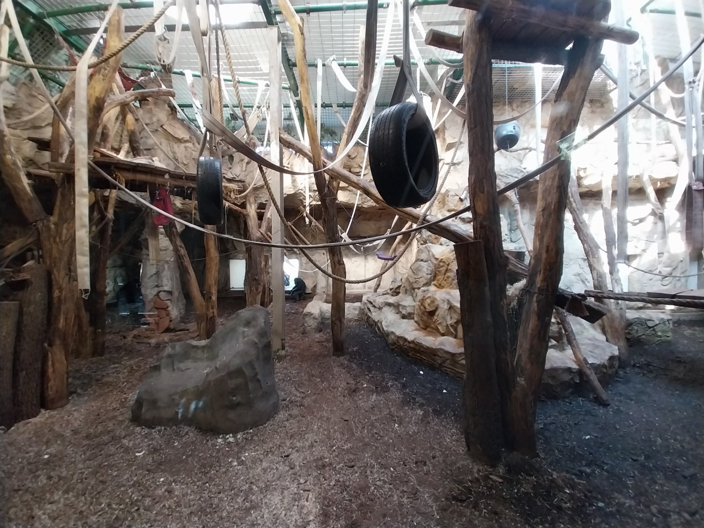 Great Ape house - Chimpanzee