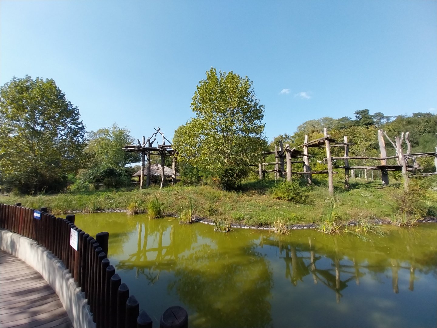 Great Ape house - Chimpanzee