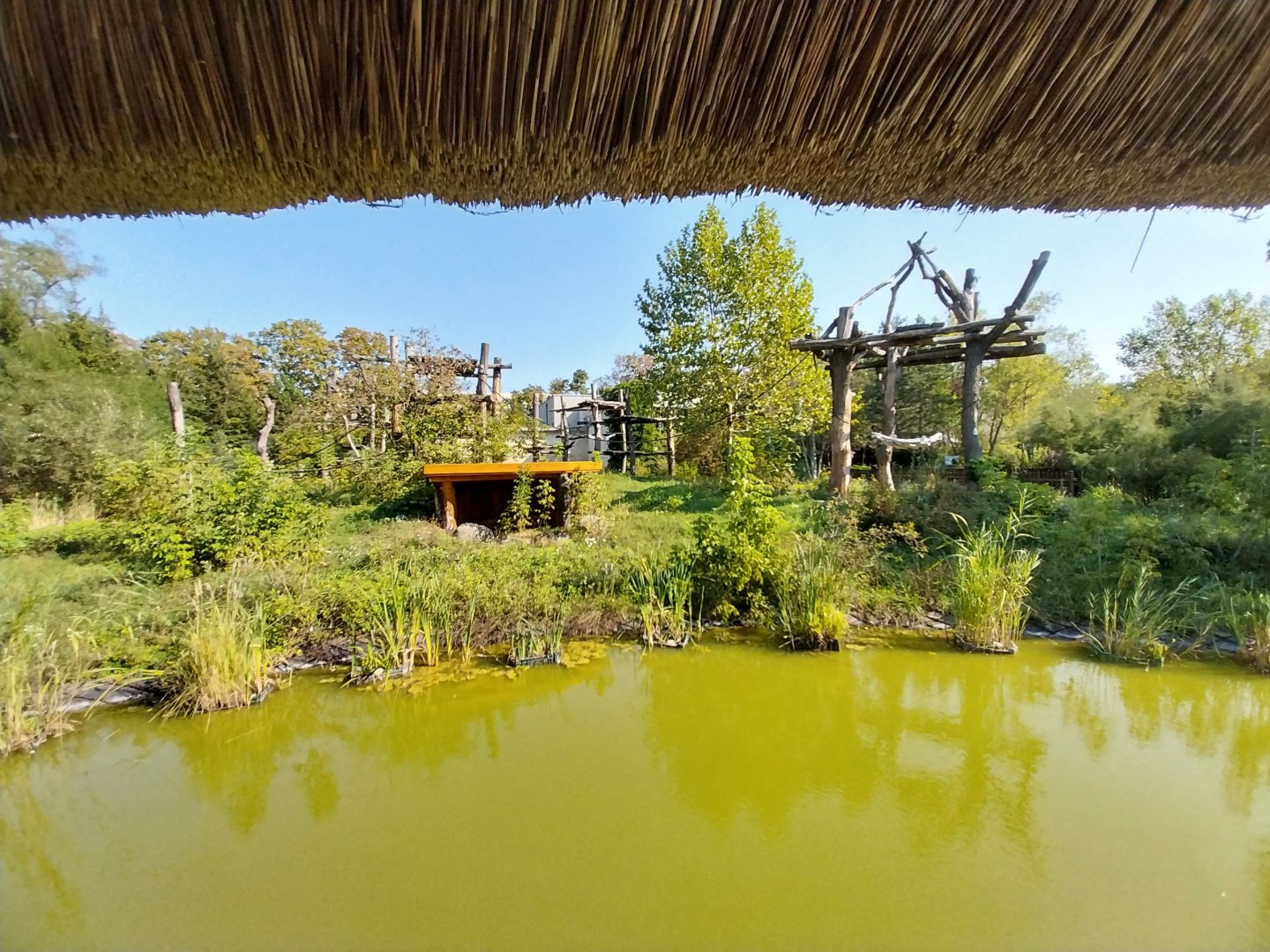 Great Ape house - Chimpanzee