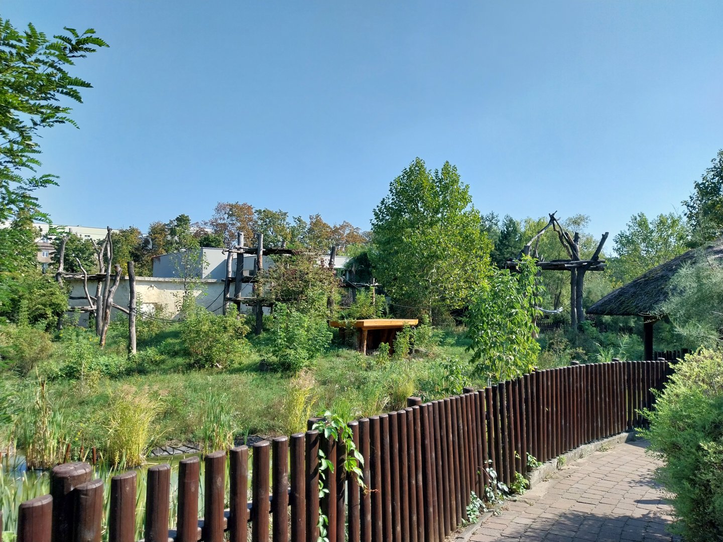 Great Ape house - Chimpanzee