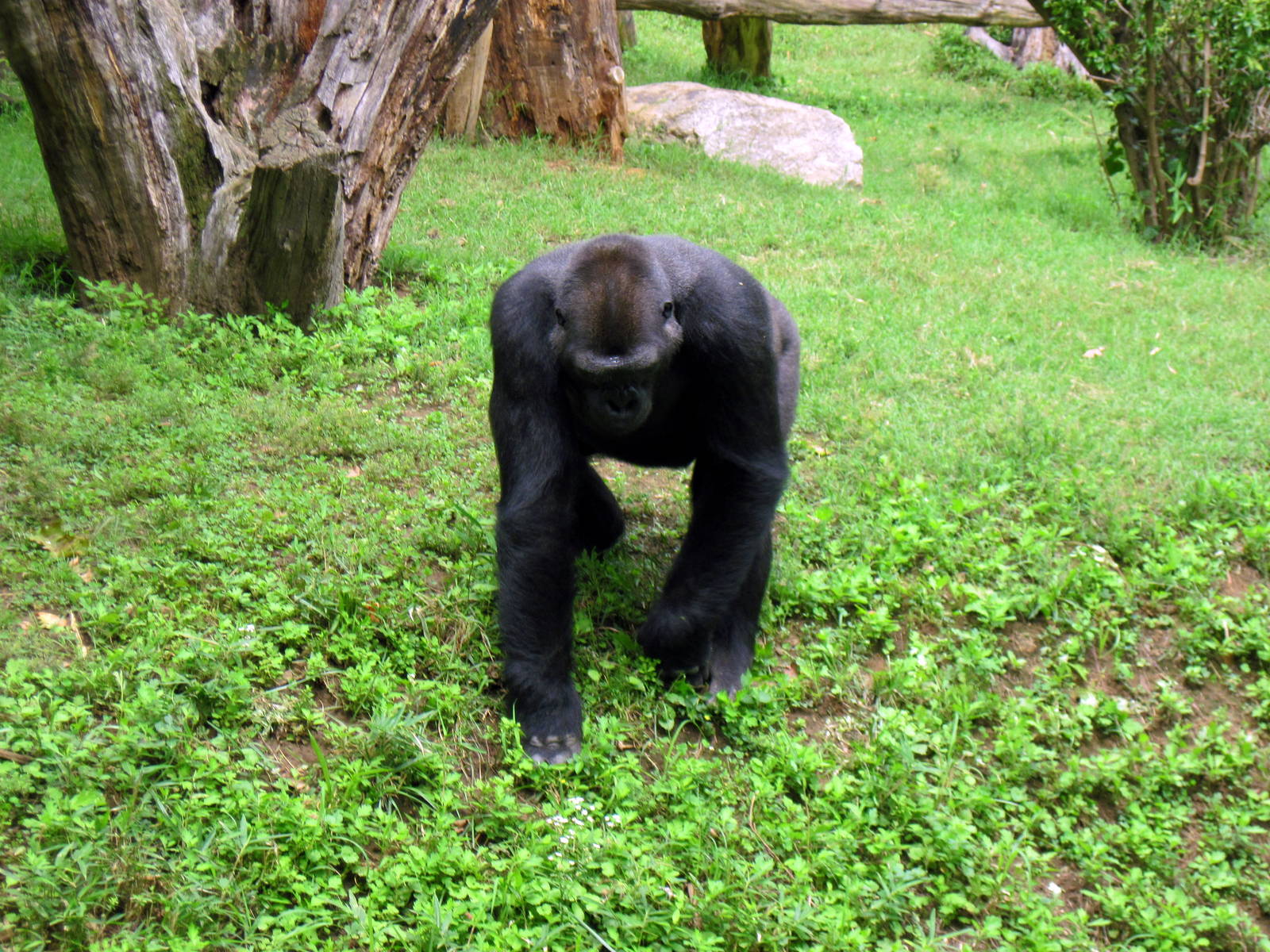 Great Ape House-Eastern Gorilla