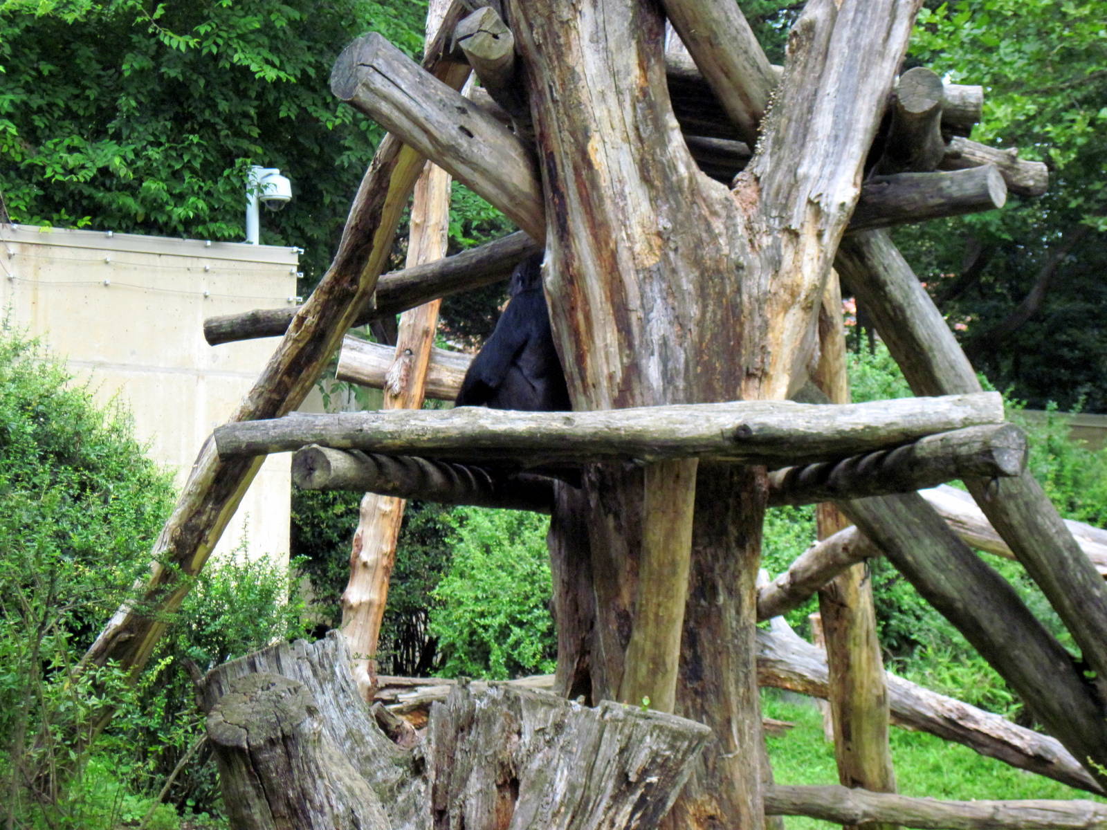 Great Ape House-Eastern Gorilla