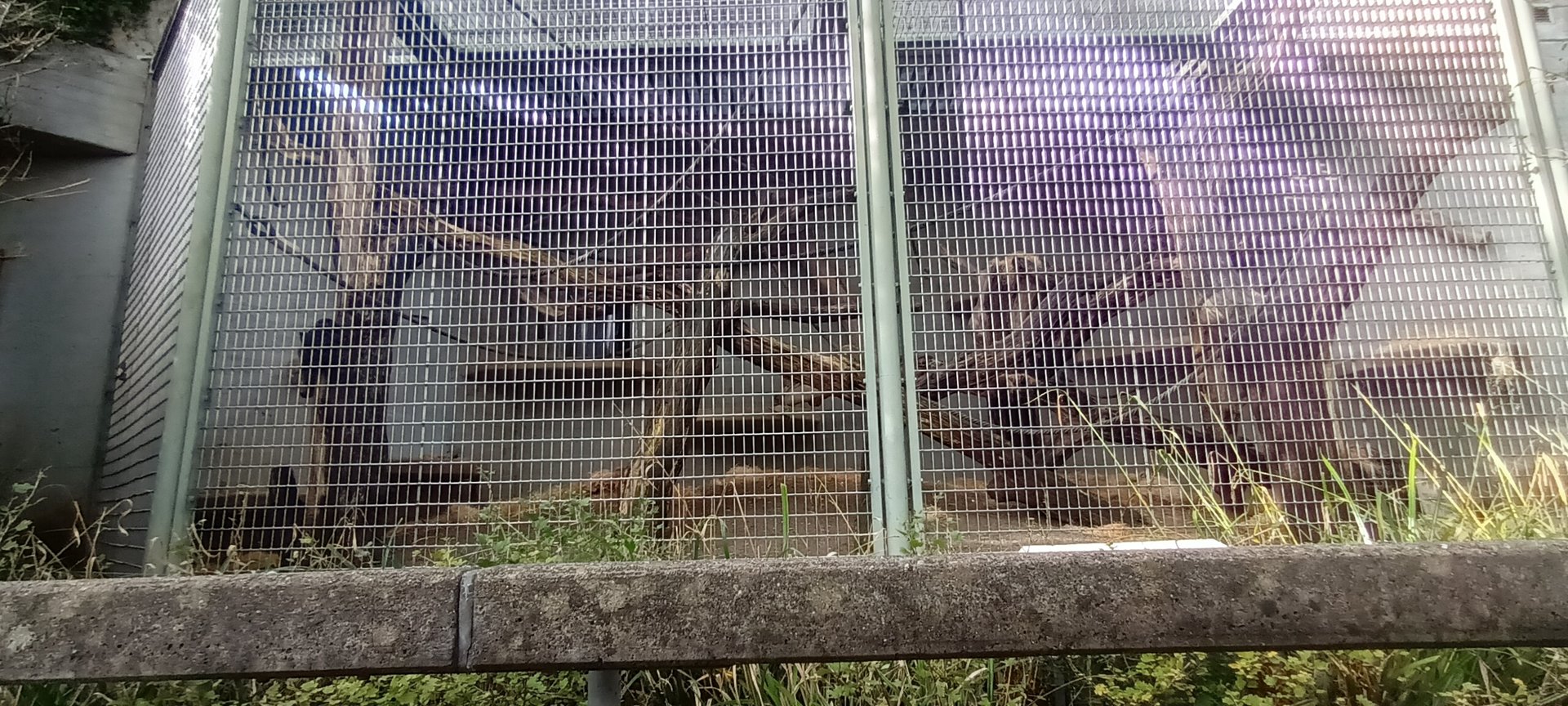 Great Ape House entire Sumatran Orang Utan outdoor Enclosure!