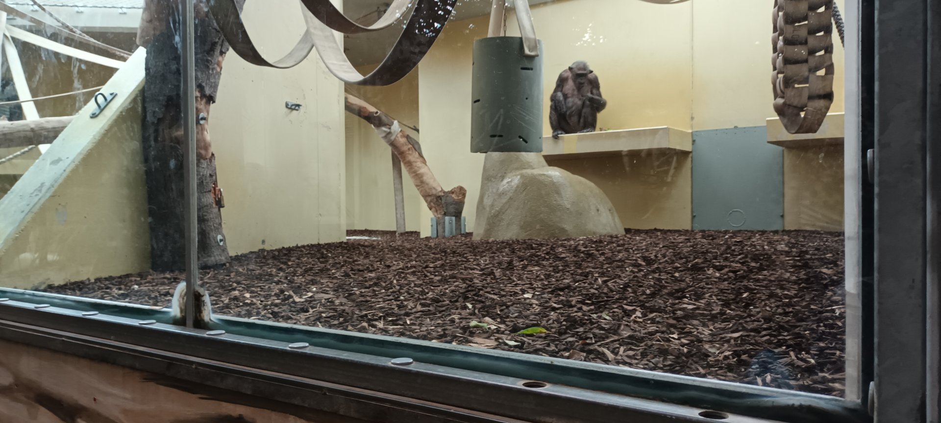 Great Ape House: example of Chimpanzee indoor Enclosure