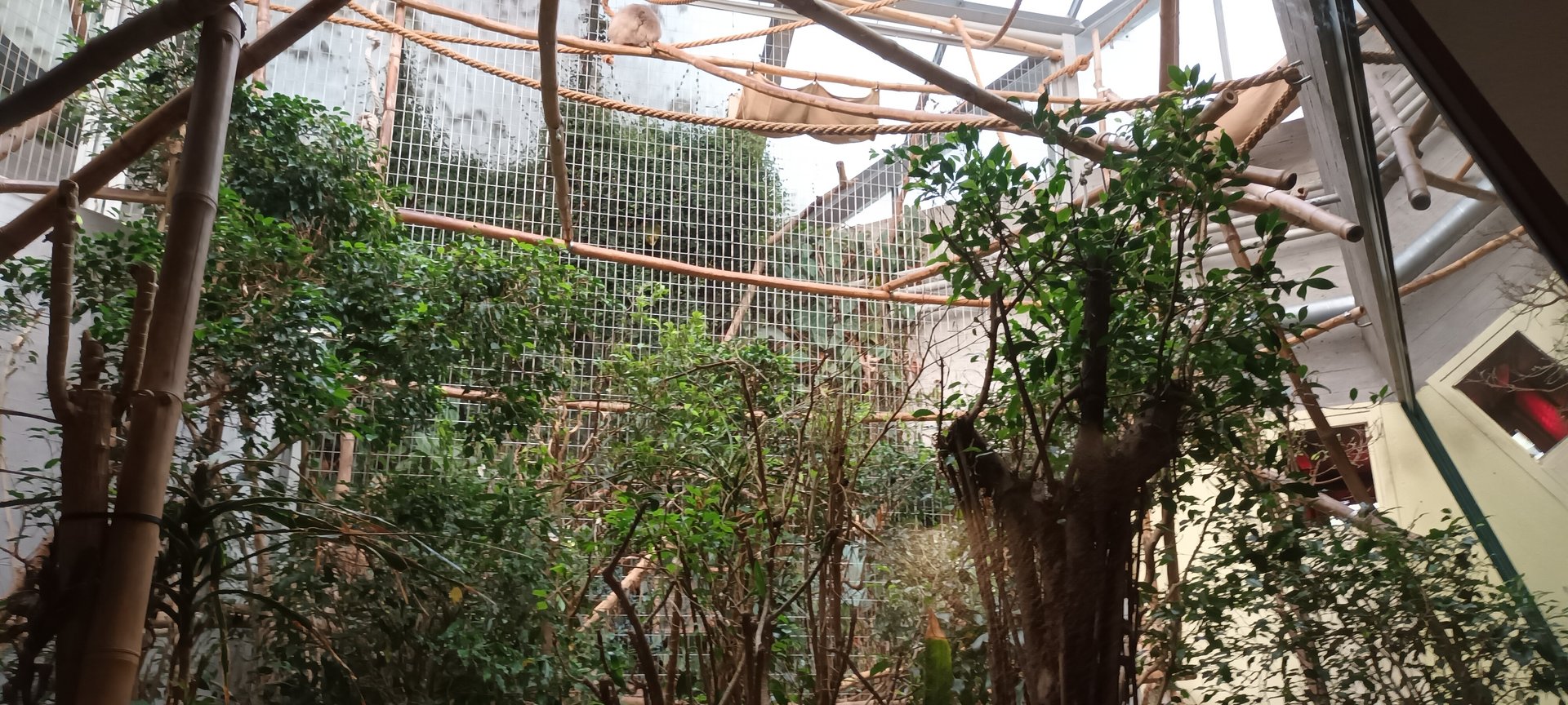 Great Ape House Example of Pileated Gibbon Enclosure