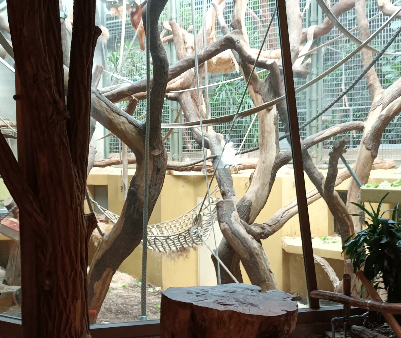 Great Ape House Example of Sumatran Orang Utan indoor Enclosure